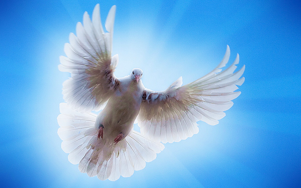 Мир голубей. Белый голубь. Голубь летит. Голубь с расправленными крыльями. Голуби улетели.