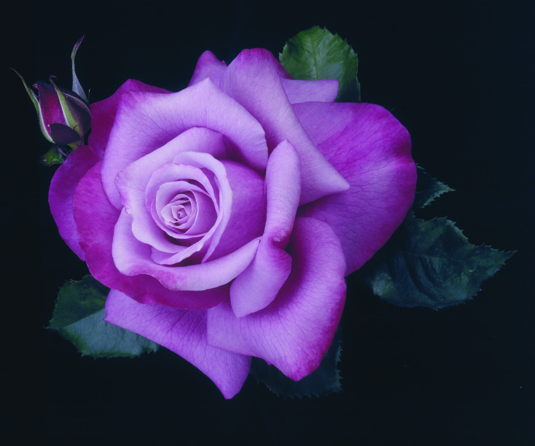 Обои для рабочего стола Розы Фиолетовый Цветы 1828x1525