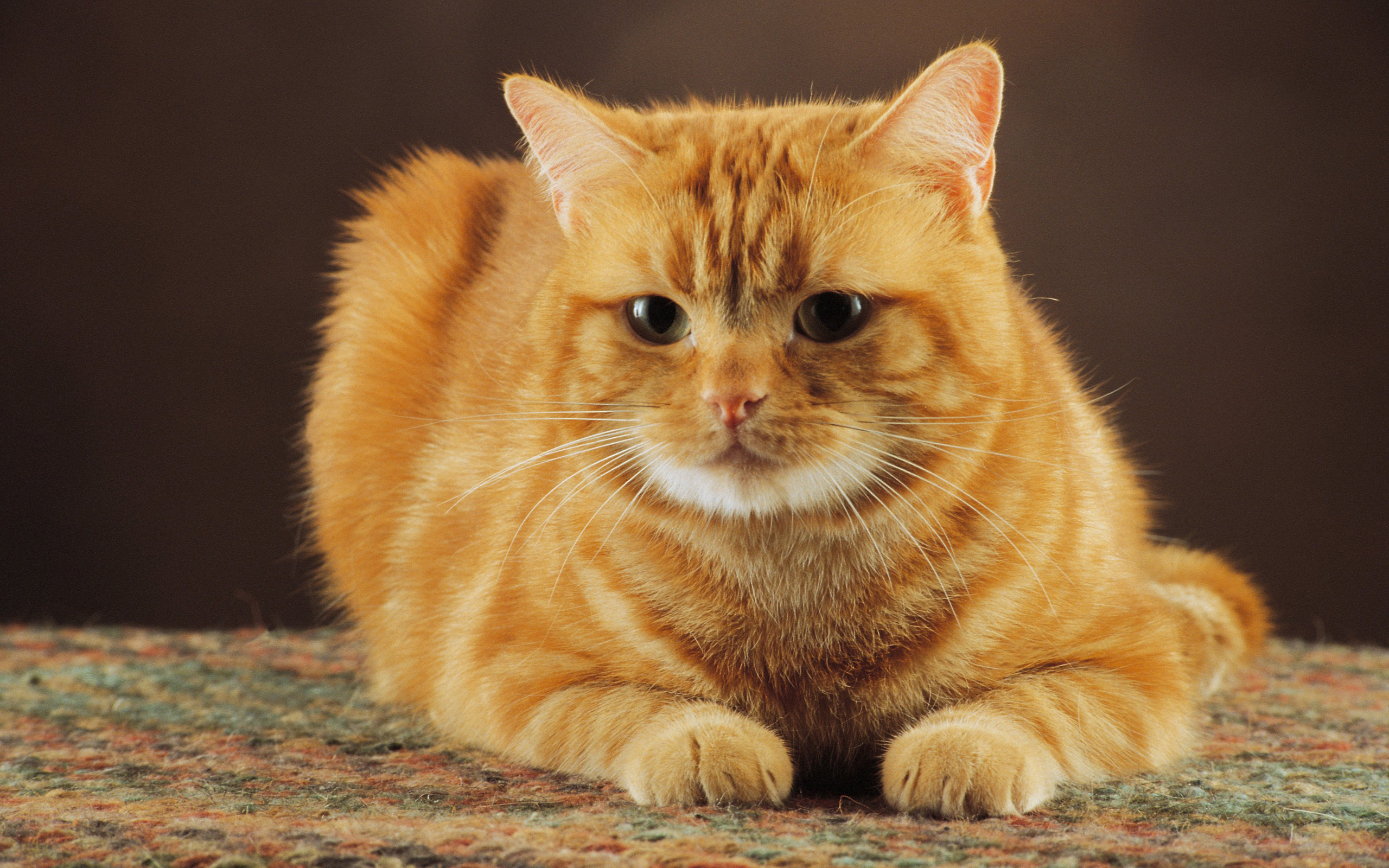 Рыжий кот на оранжевом фоне скачать