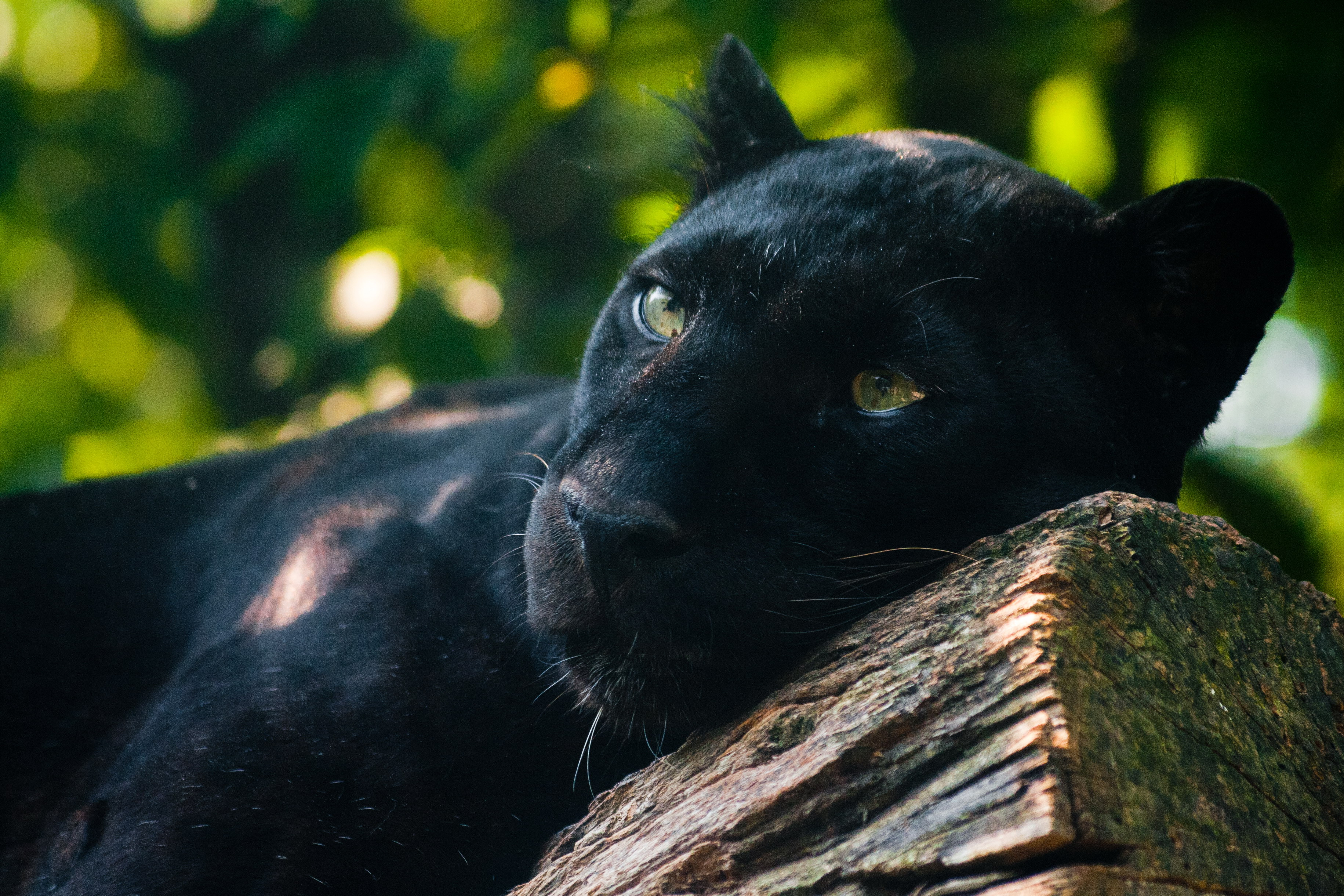 черный кот природа животные black cat nature animals бесплатно