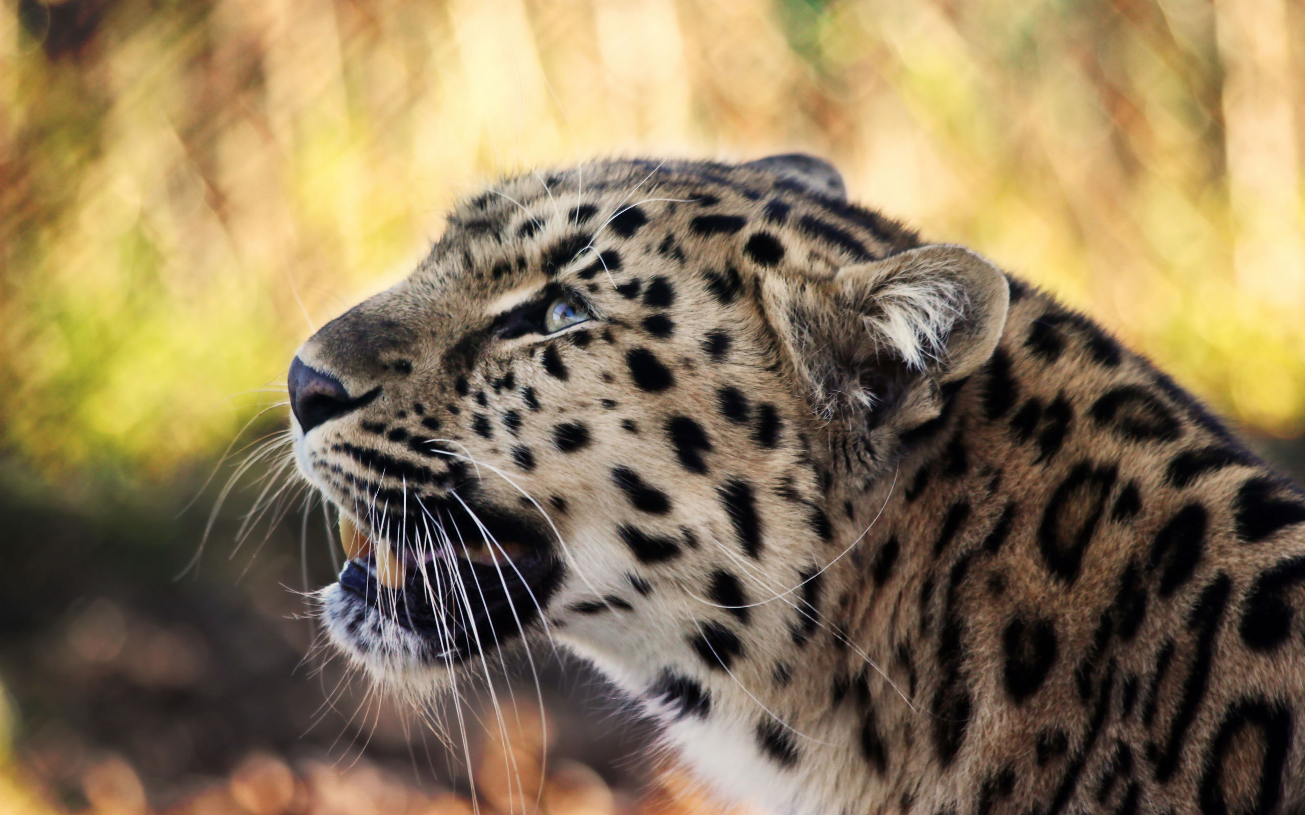 леопард морда взгляд без смс