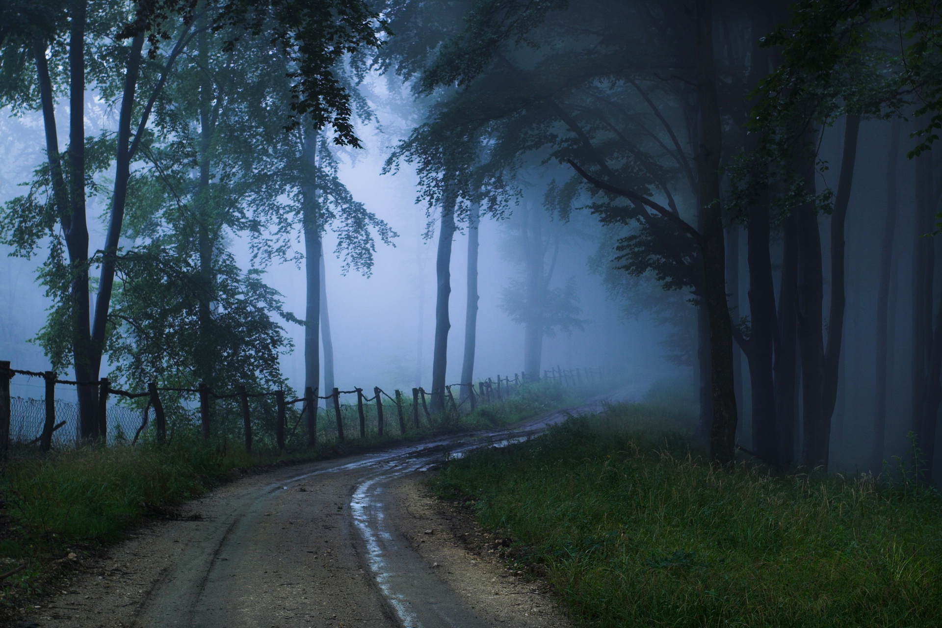 Дорога, туман, лес скачать