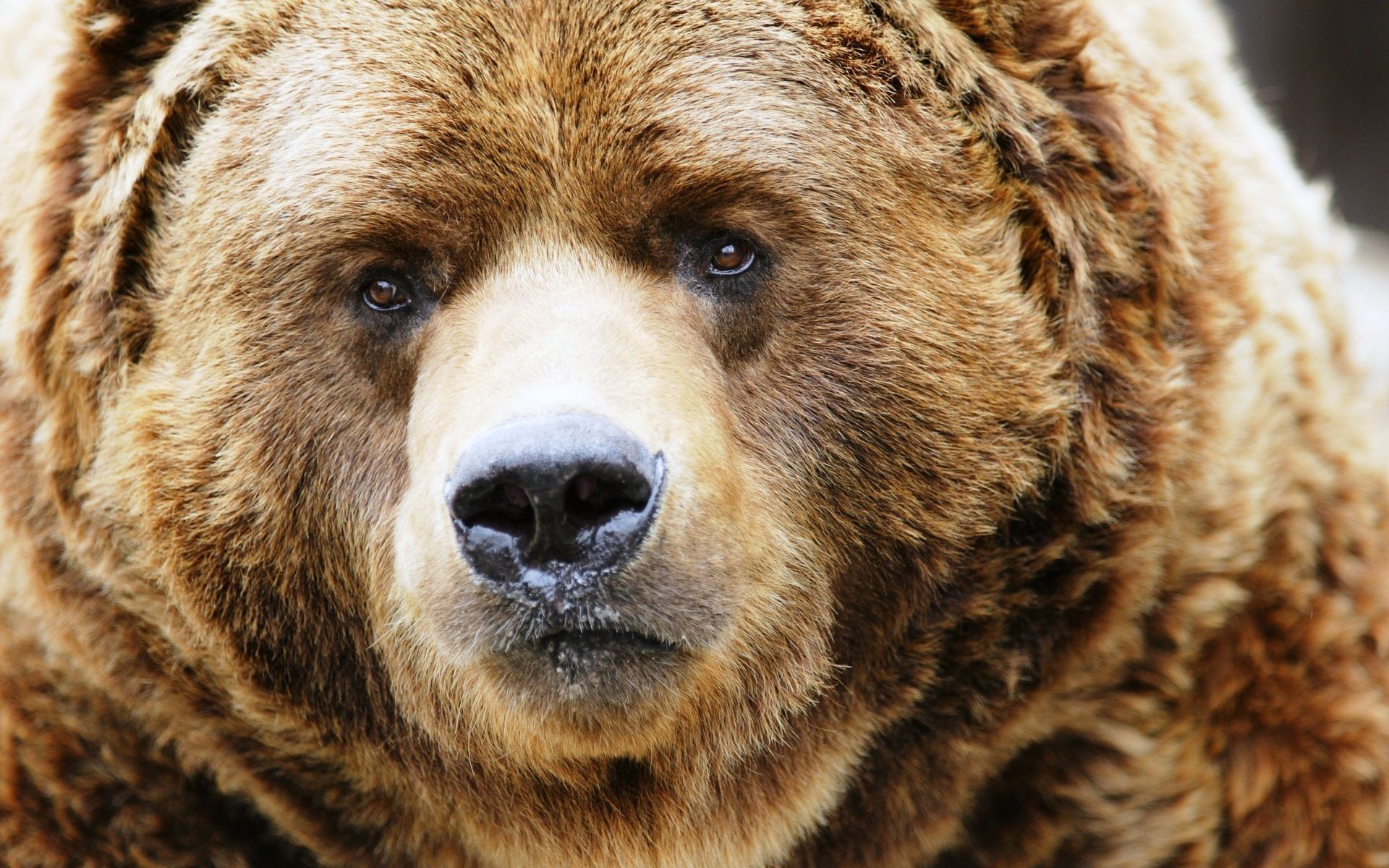 Бурый медведь голова. Грозный медведь Гризли. Гризли Беар. Кадьяк (медведь). Грозный бурый медведь.
