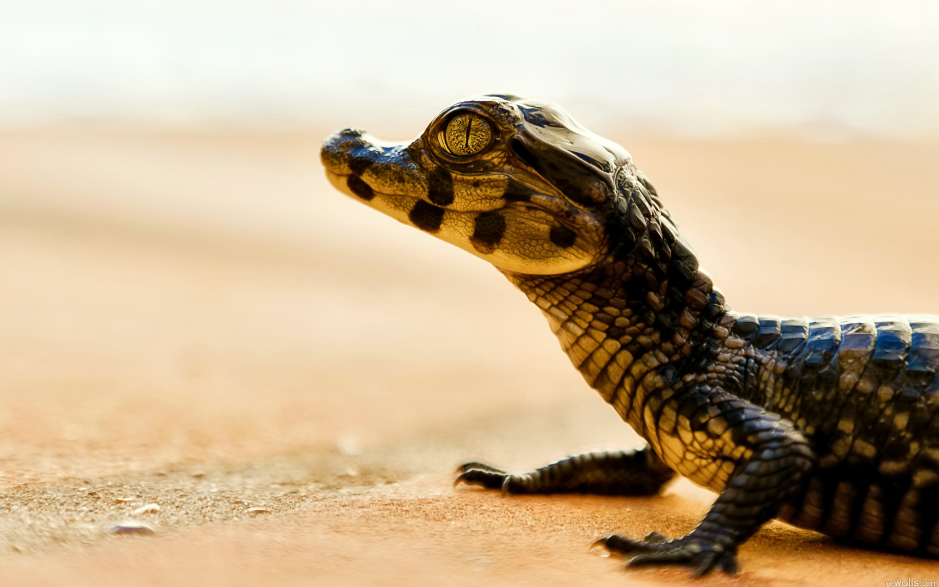 природа крокодил животное море ветка без смс