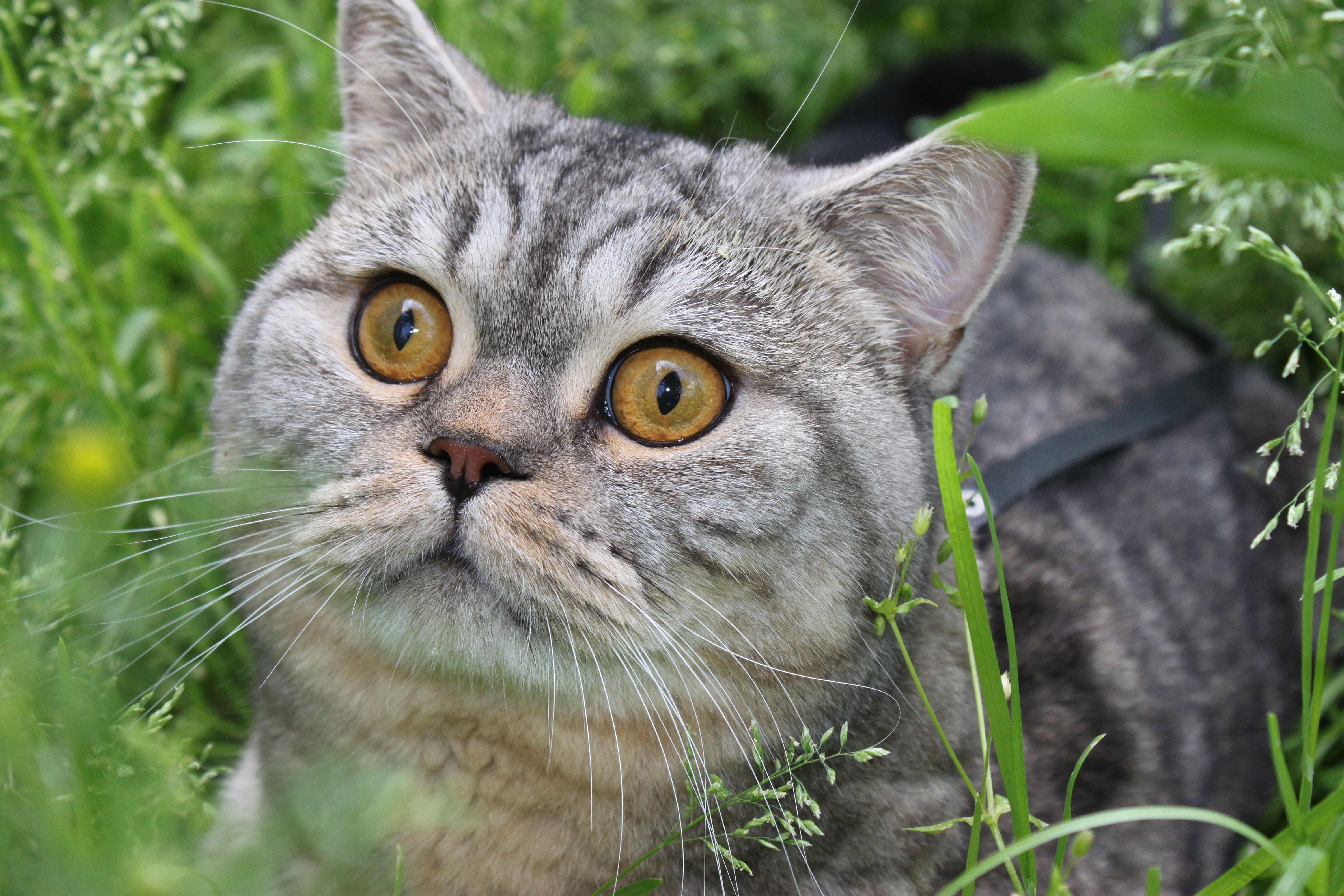 Покажи фотку. Шотландский вислоухий кот вискас. Шотландский прямоухий полосатый кот. Шотландская вислоухая кошка. Обои кот.