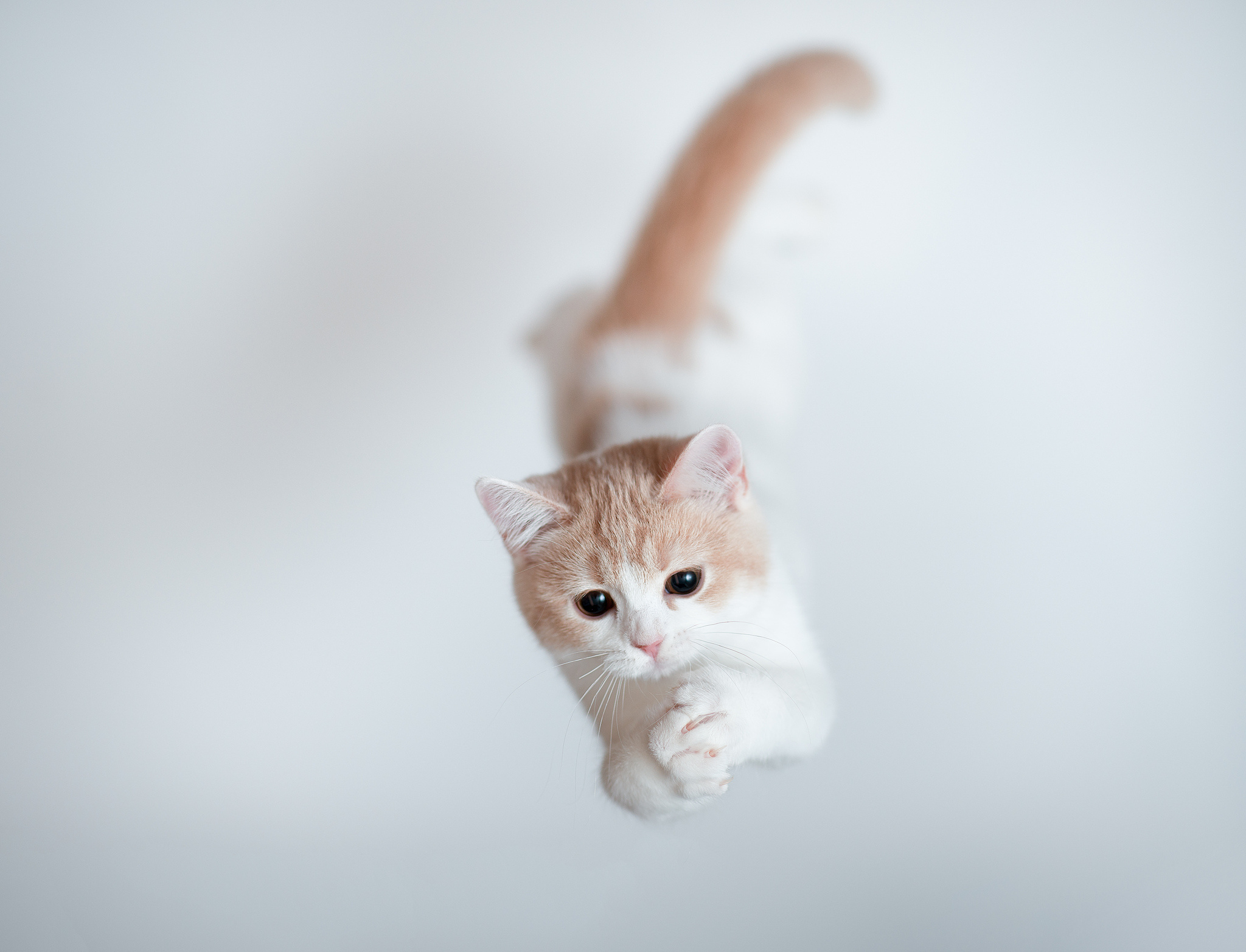 Кот готовящийся к прыжку скачать