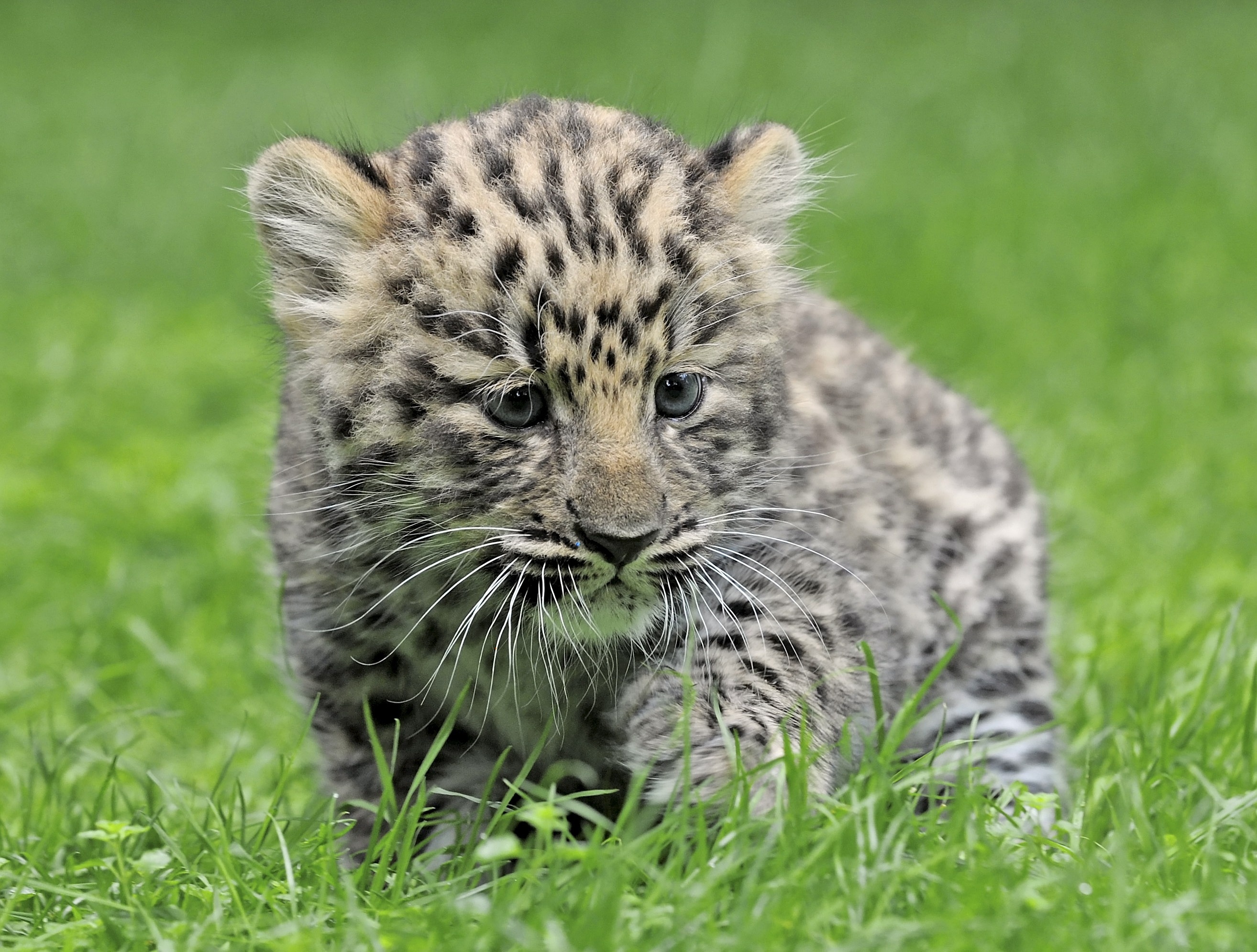 Animals images. Дальневосточный леопард Детеныши. Дальневосточный леопард малыш. Маленький леопард. Детеныш леопарда.