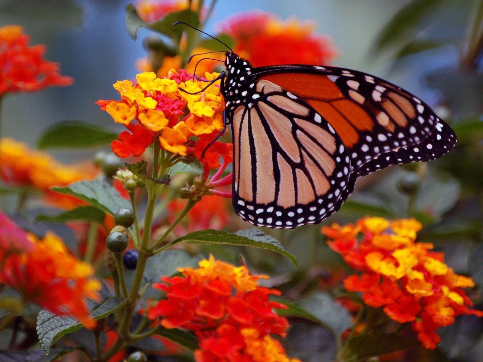 Картинка Данаида монарх Бабочки Насекомые Животные бабочка насекомое животное