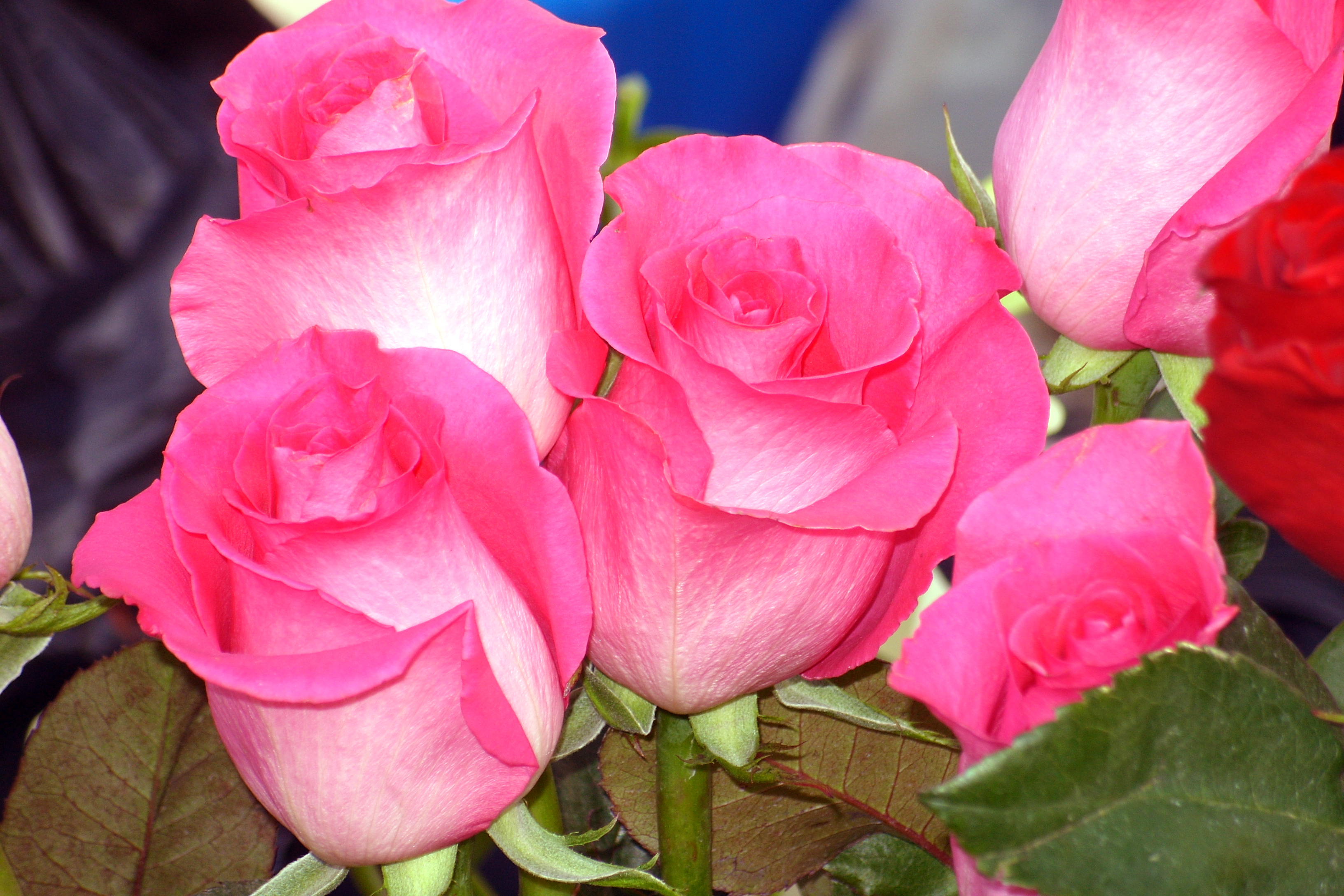 Цветы розы фото. Роза чайно-гибридная Королева красоты. Роза Конкиста. Conquista роза Эквадор. Роза грандиоза.