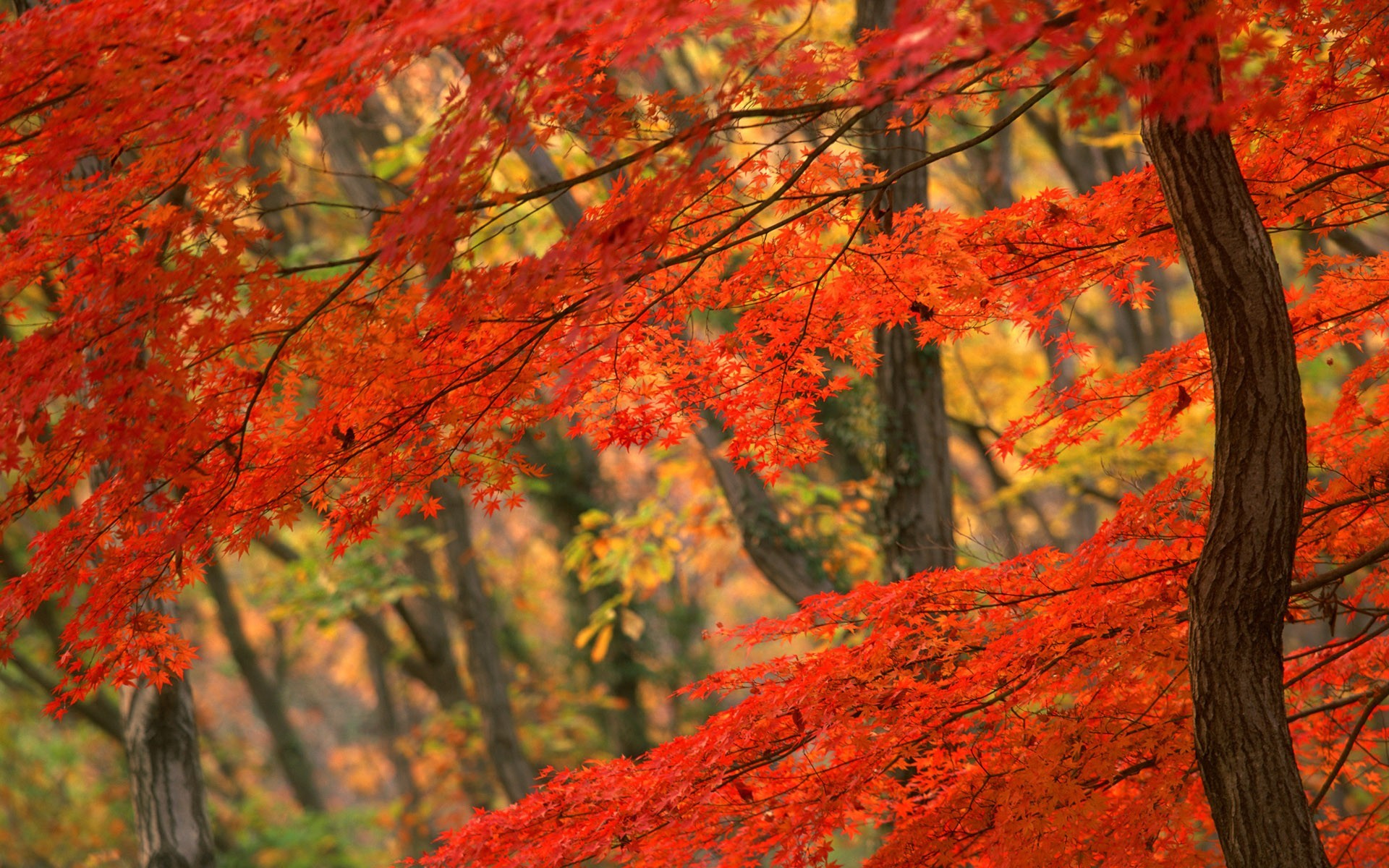 Картинки осени на рабочий. Клён японский. Осень. Обои на рабочий стол осень Золотая. Кленовый лес.