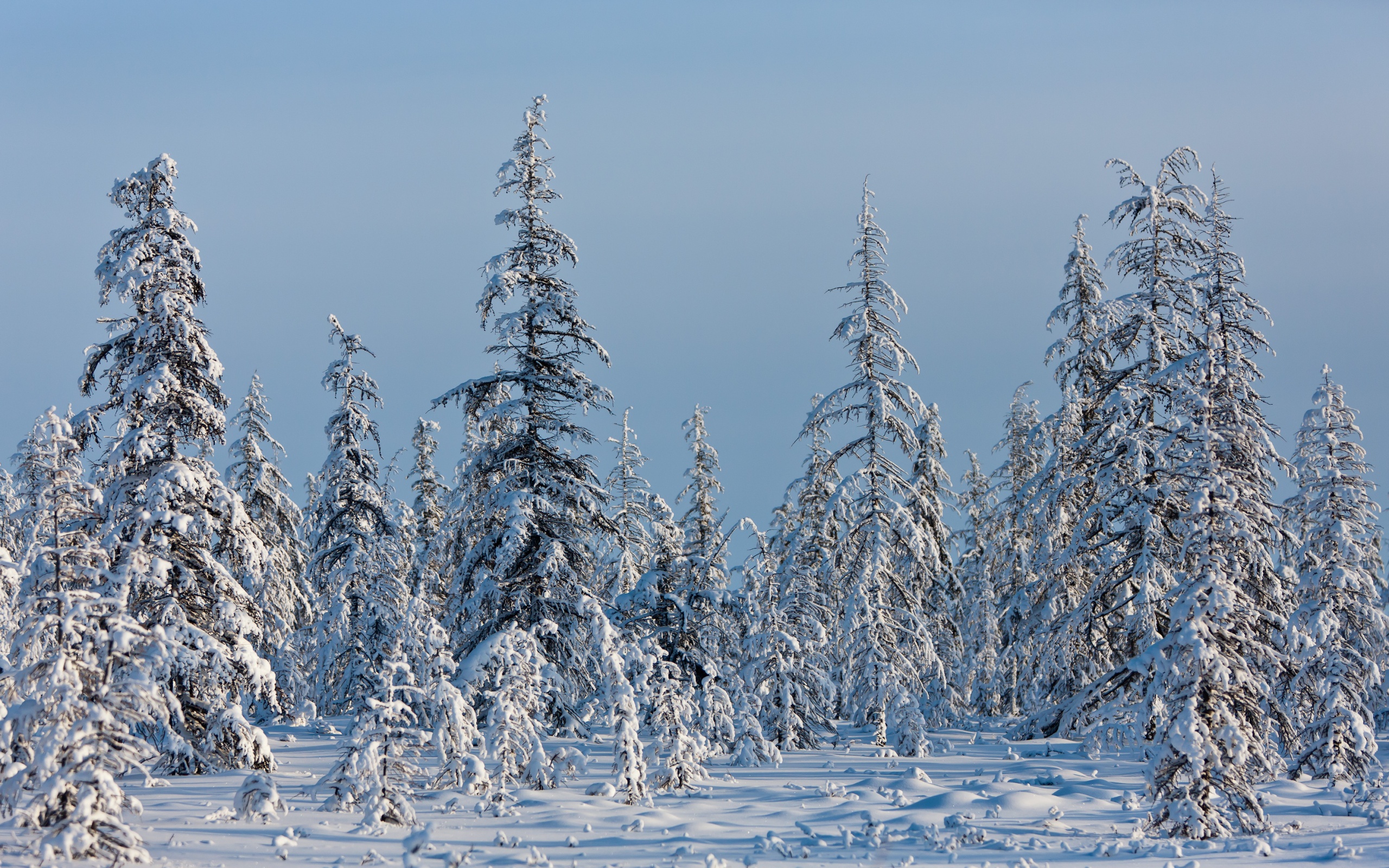 Географическая зима. Якутия зимой. Природа Якутии зимой. Зимняя Тайга. Тайга зимой.