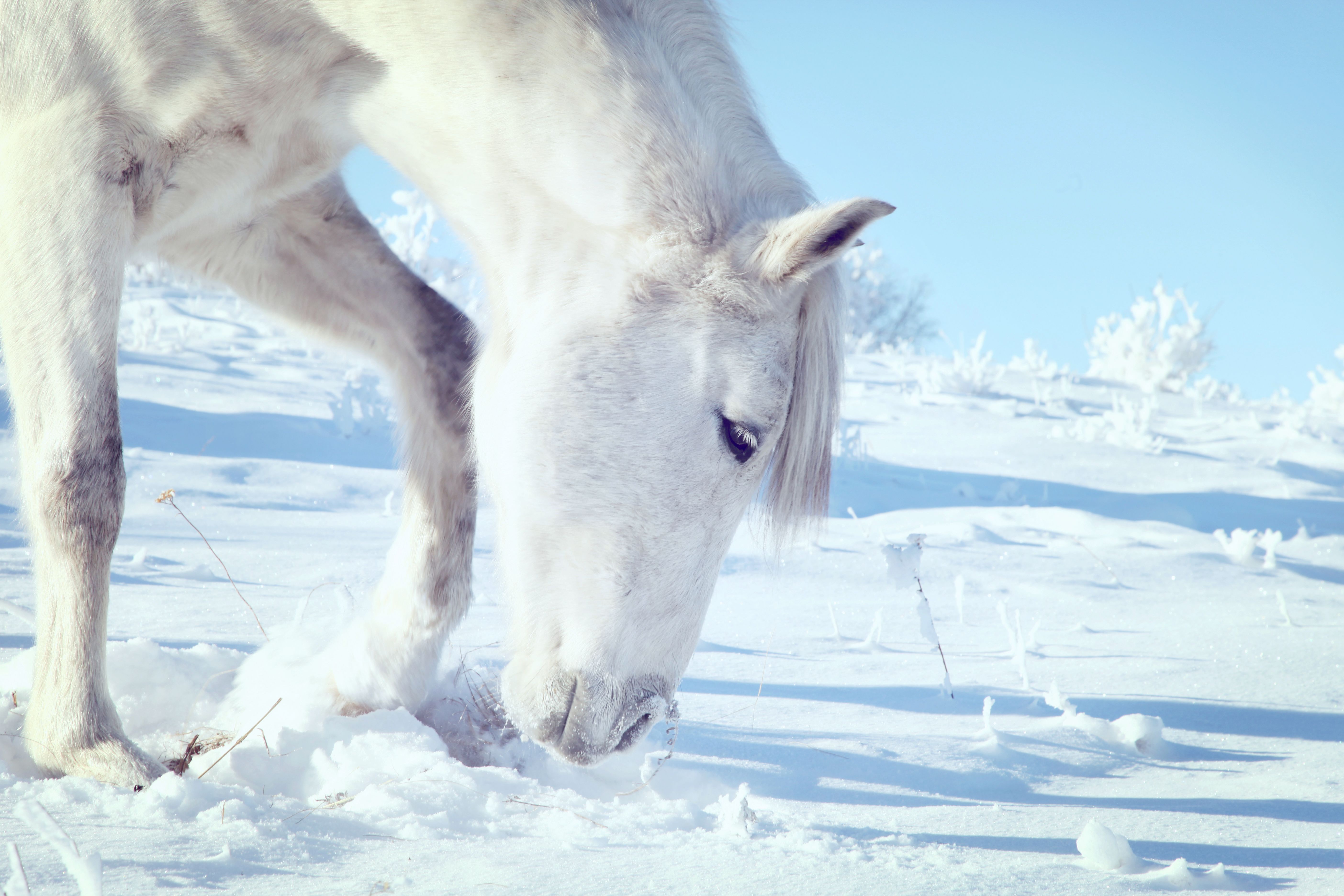 На коне в снегу. Лошади зимой. Белая лошадь. Лошади в снегу. Обои на рабочий стол лошади.