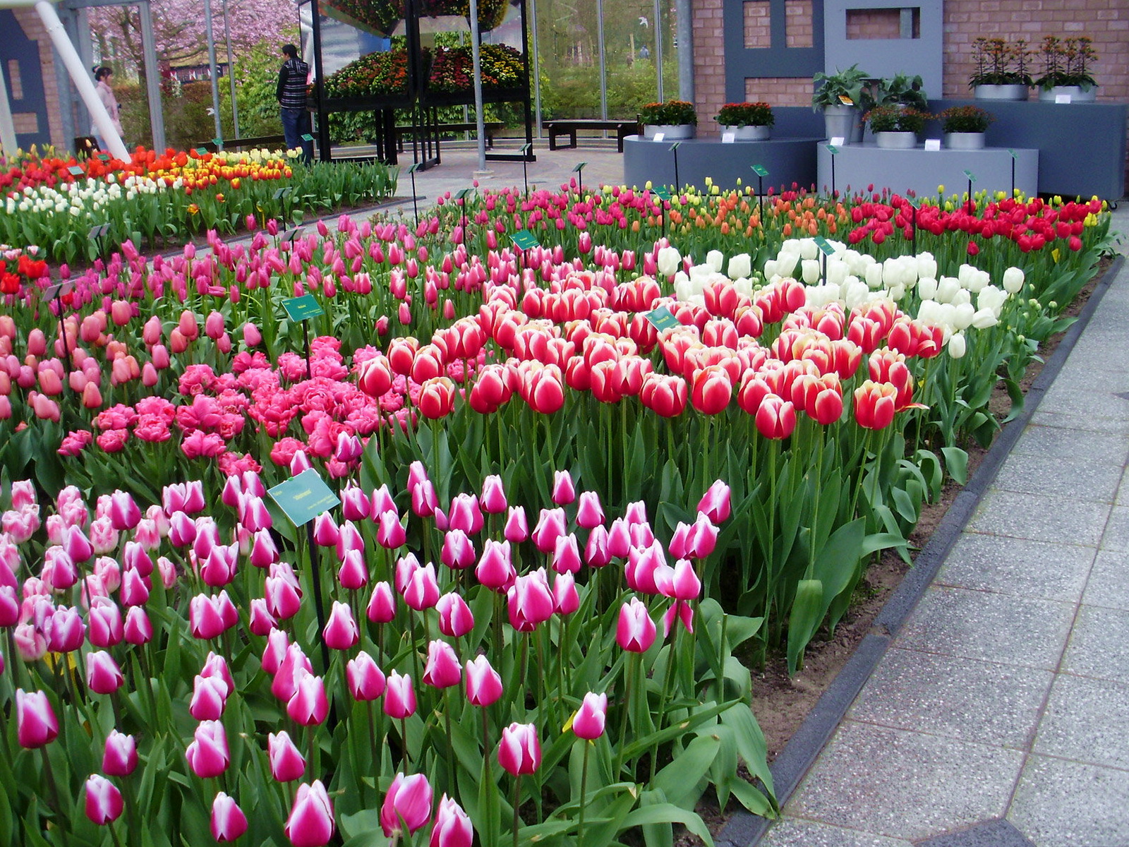 Уход за тюльпанами весной. Тюльпан Биг Бразе 5шт 12+. Тюльпаны в саду. Клумба с тюльпанами. Тюльпаны на даче.