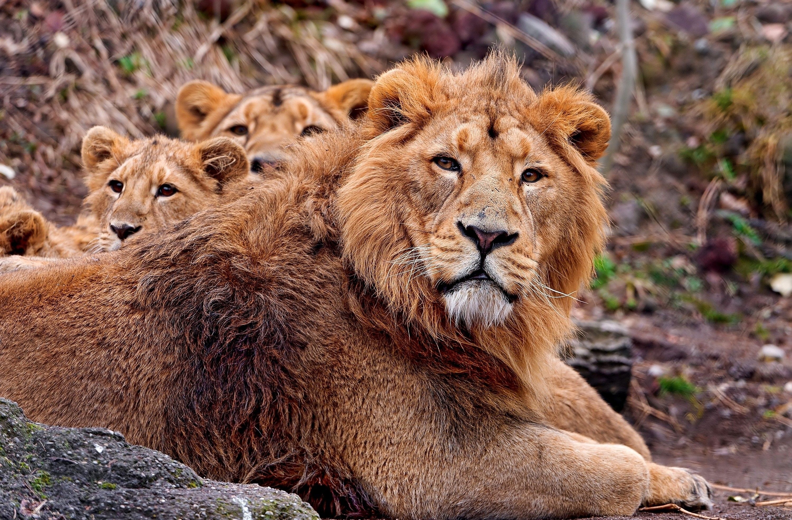 Семья львов скачать