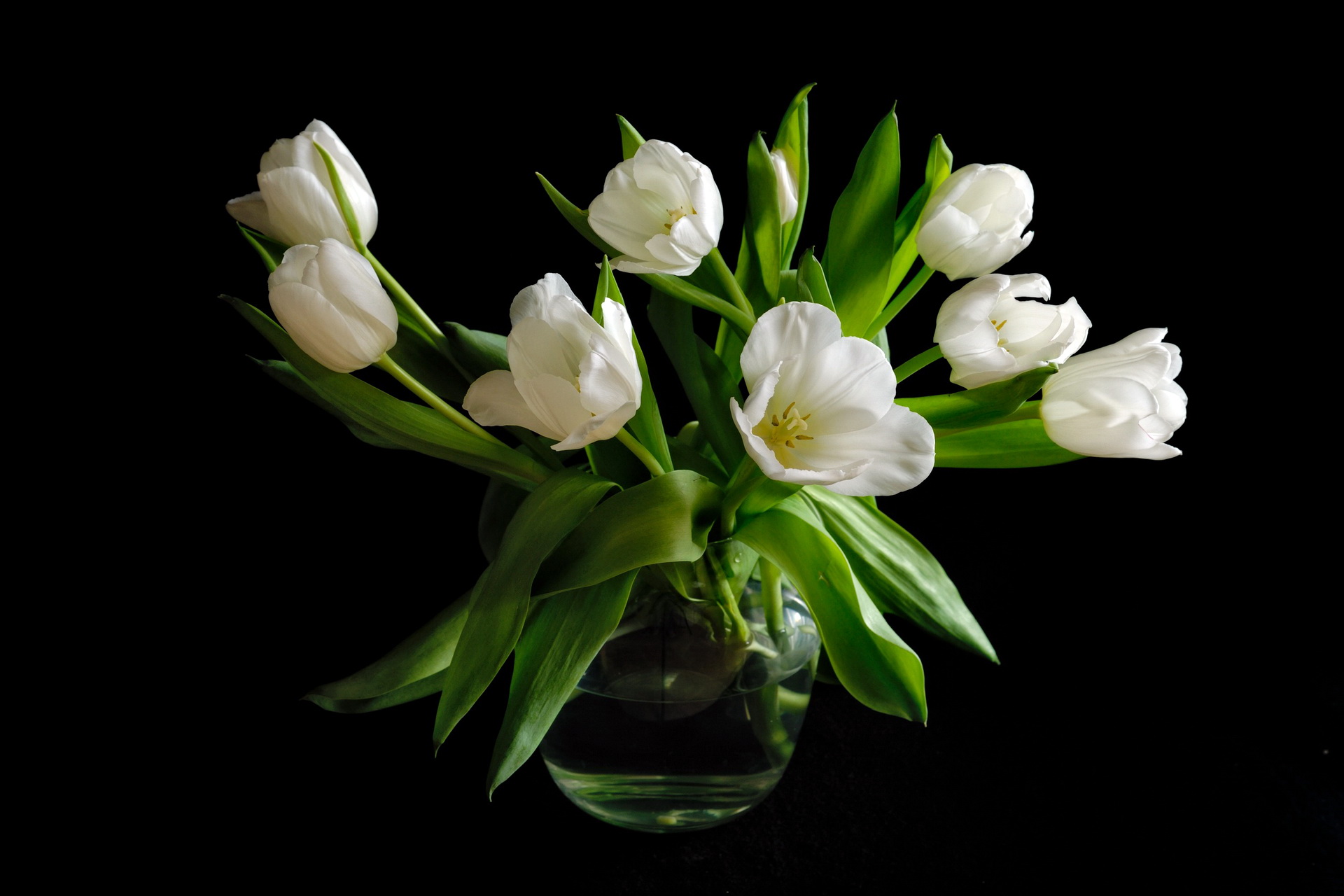 белые тюльпаны бесплатно