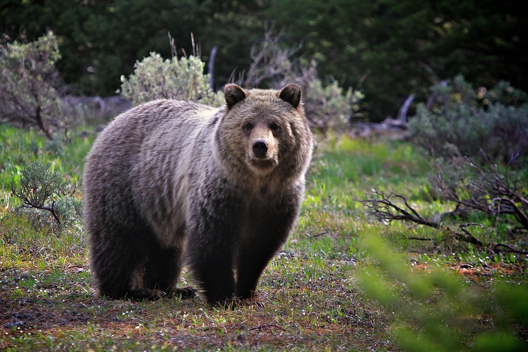 Животное тайги бурый медведь. Бурый медведь в тайге. Сибирский бурый медведь. Бурый медведь (Ursus arctos). Бурый медведь в тайге России.