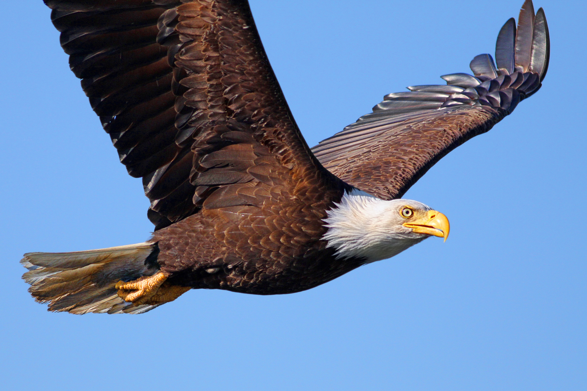 Eagle bird. Белобрюхий Орлан. "Белоголовый Орлан". Белогрудый Орлан. Орёл Орлан белоголовый.