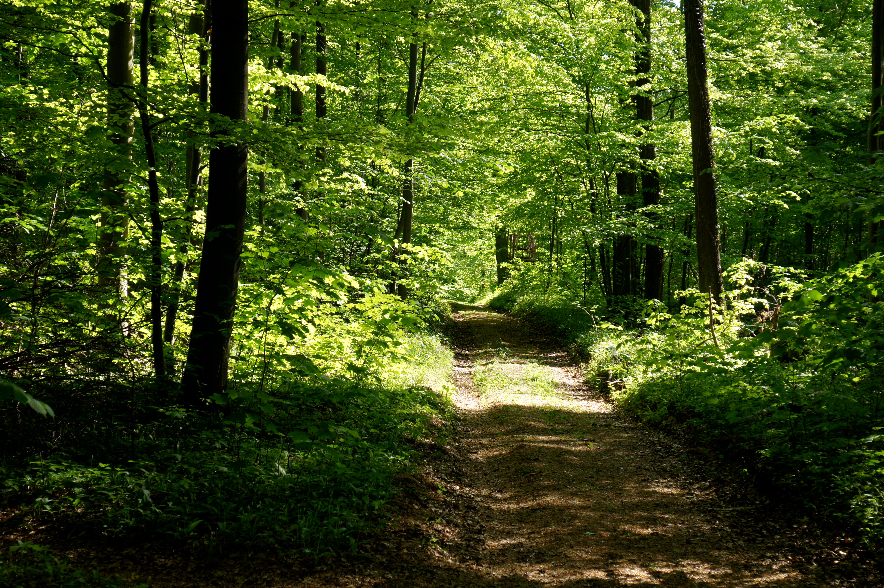 Зеленая дорога в лесу загрузить