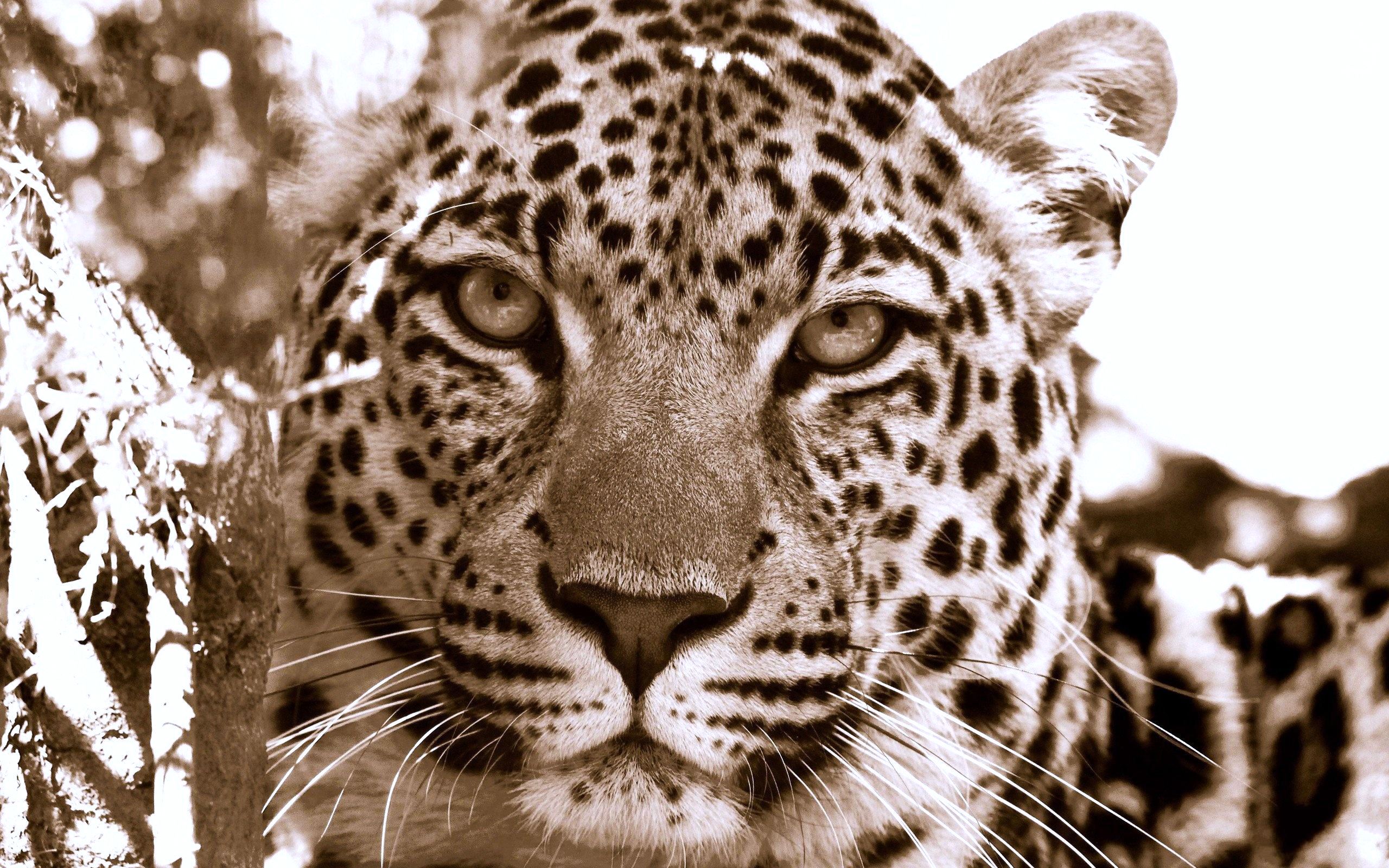 Картинки для печати высокое разрешение. Ягуар леопард оскал. Красивые животные. Леопард обои. Леопард морда.