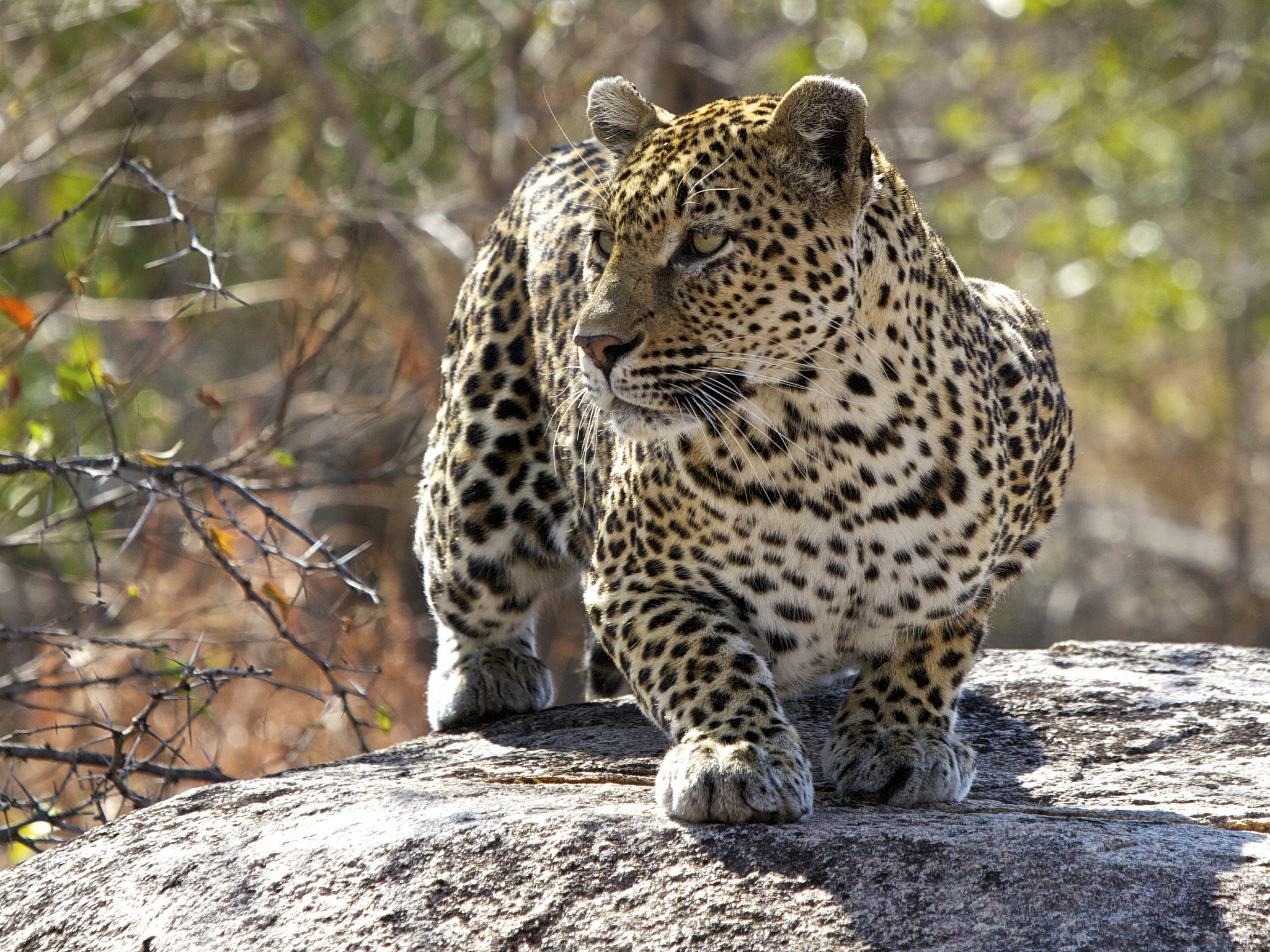 Predator animals. Берберийский леопард. Барбарийский леопард. Переднеазиатский леопард. Синайский леопард.