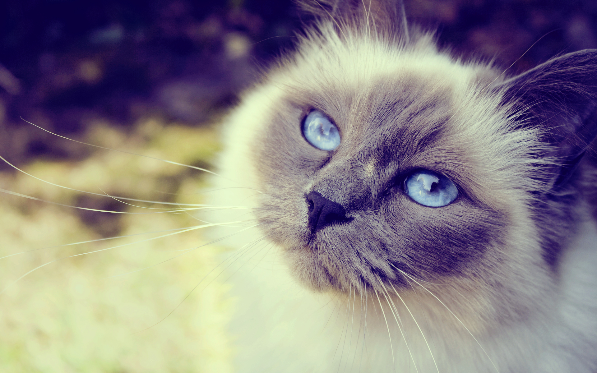 серый кот голубые глаза постель бесплатно