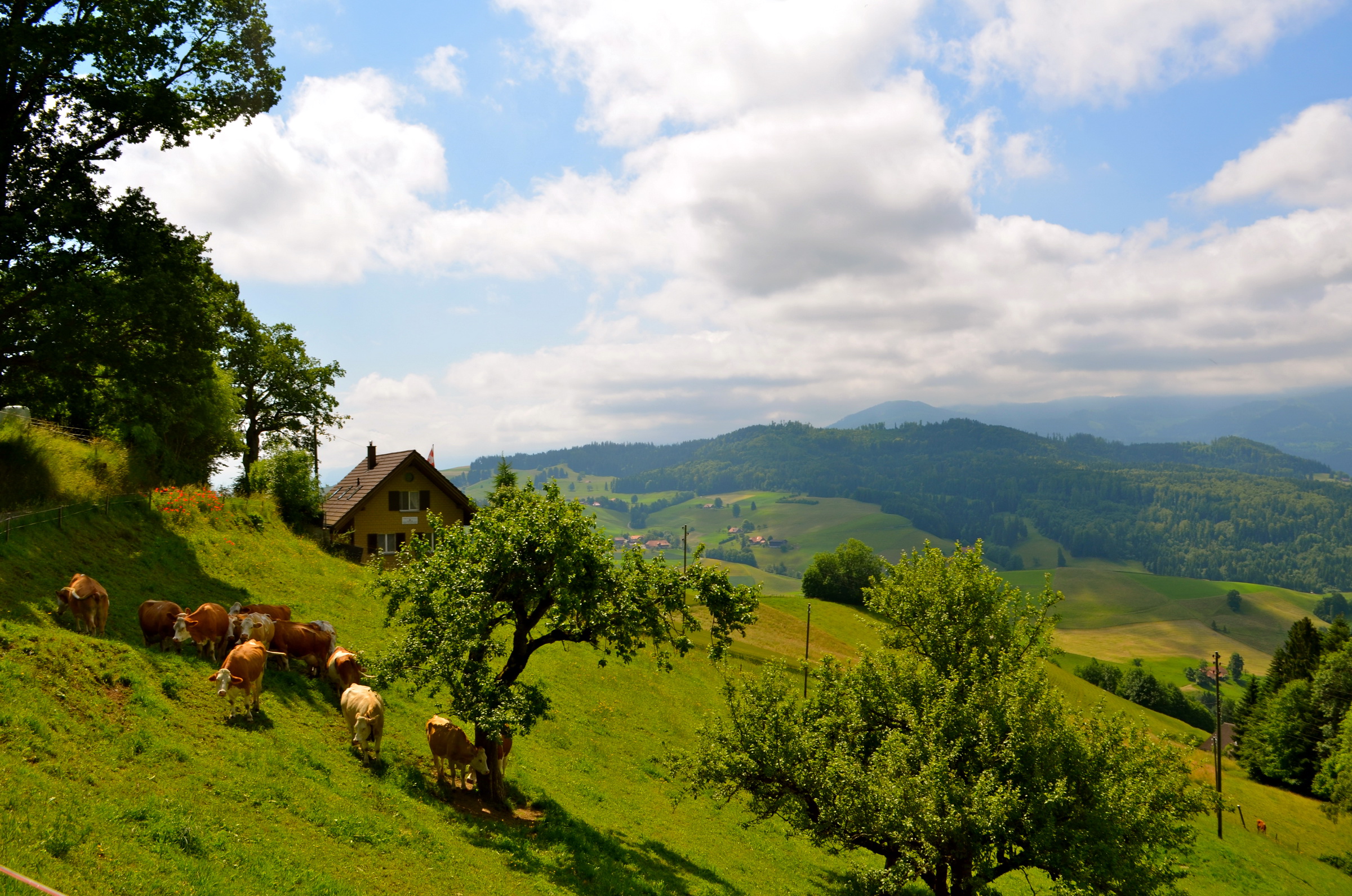 швейцария луга