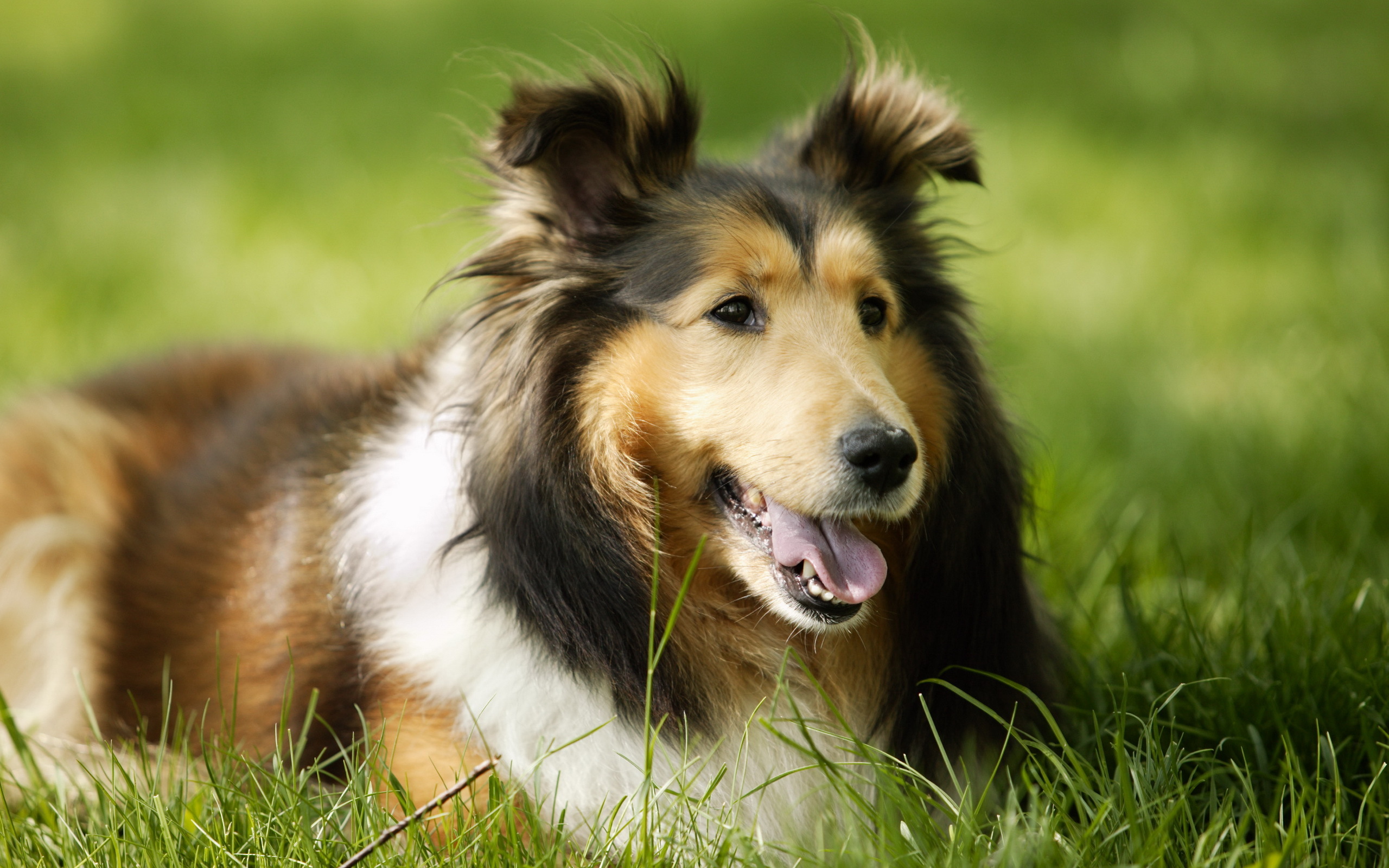 Померанская собака морда животное природа без смс