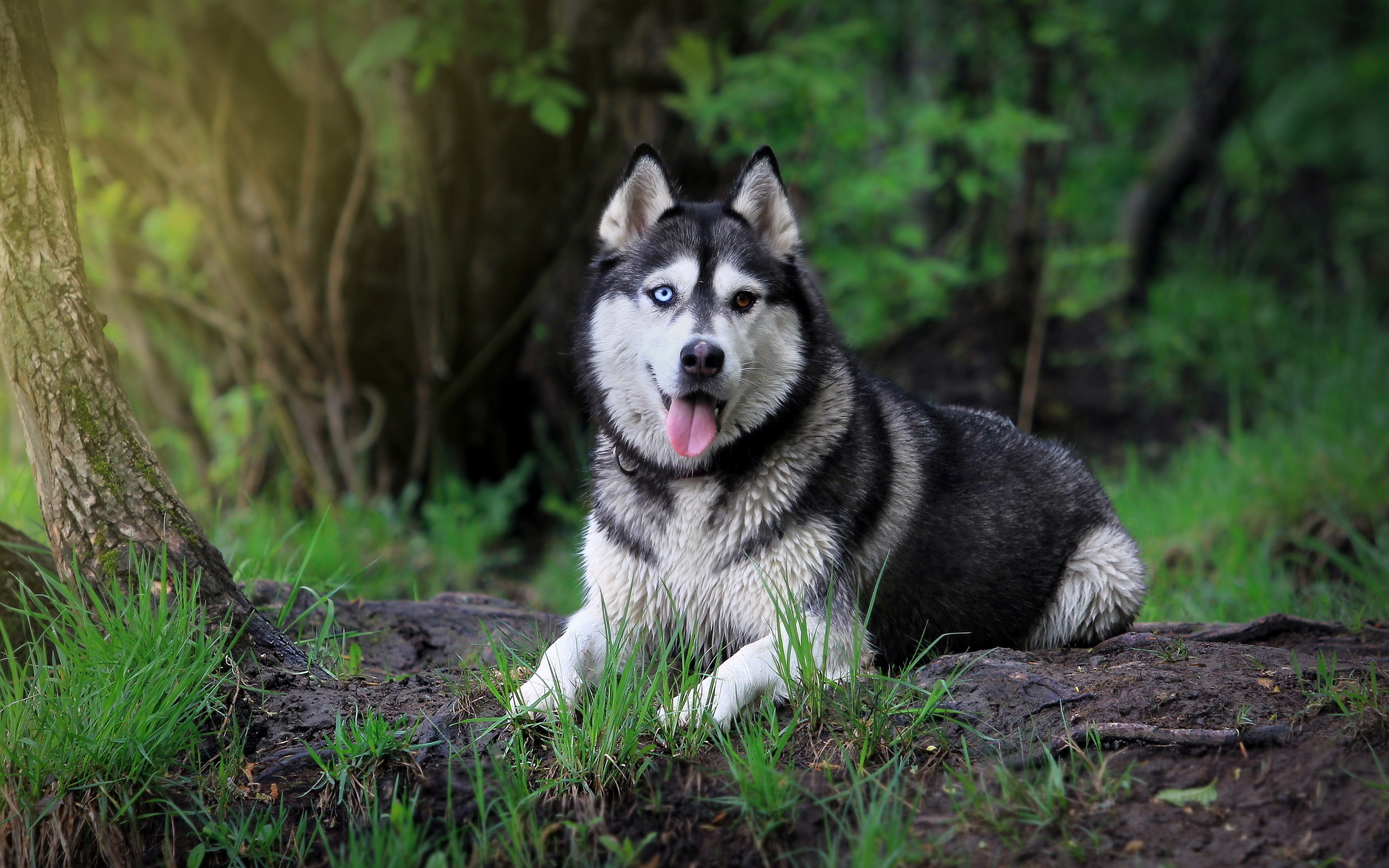 Сибирский Хаски собака животное природа загрузить