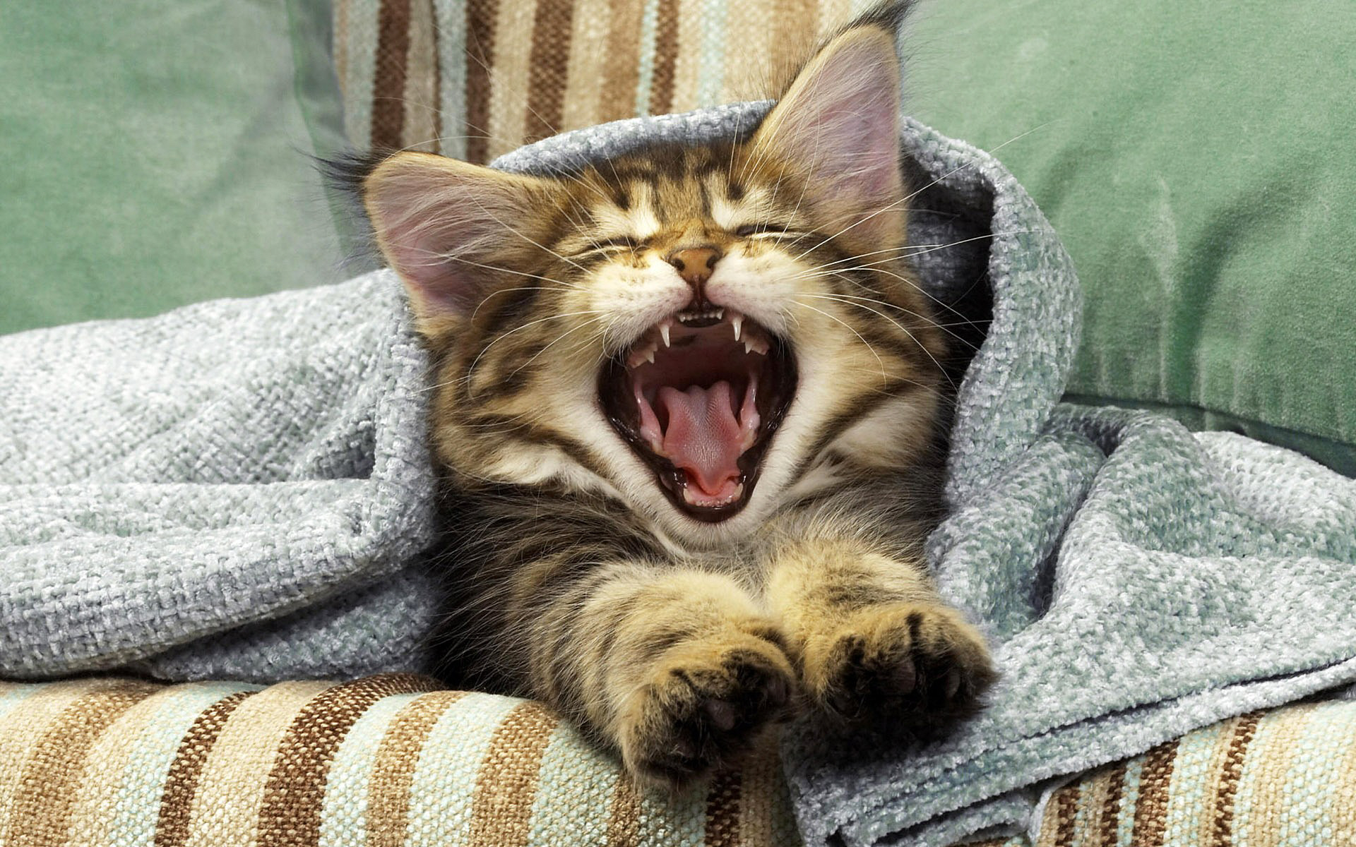 Cat Medley: Funnies, Cuteness Galore And Glow-Ups (16 Pics) Raisons de sourire,