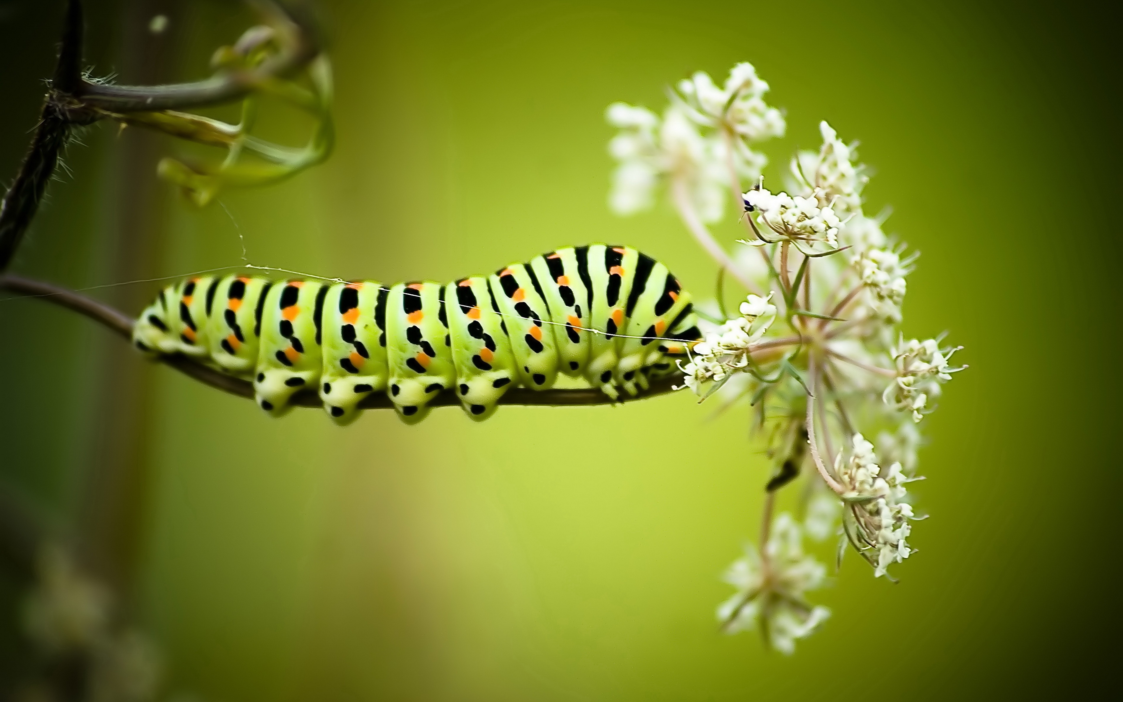 природа животные насекомое бабочка трава макро бесплатно