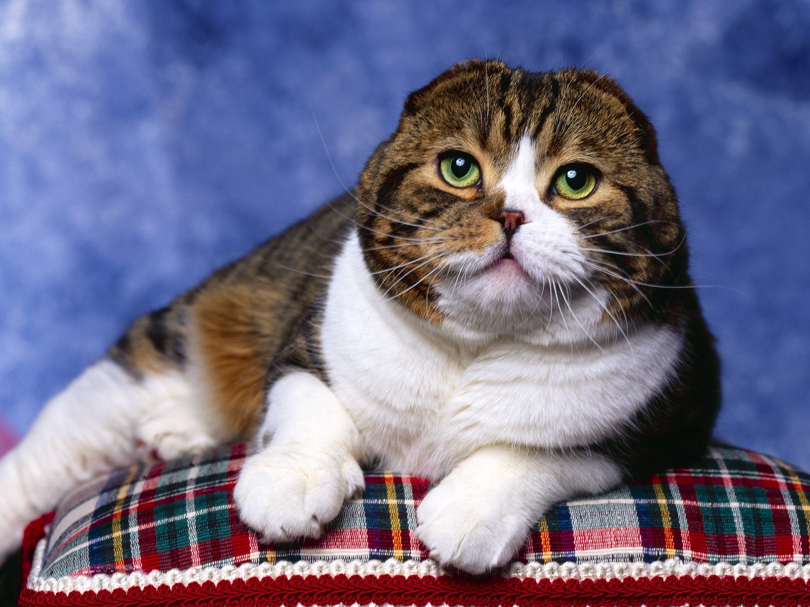 Порода кошек фолд. Шотландская вислоухая кошка. Исландская вислоухая кошка. Шотландская короткошёрстная кошка. Шотландская вислоухая короткошерстная.