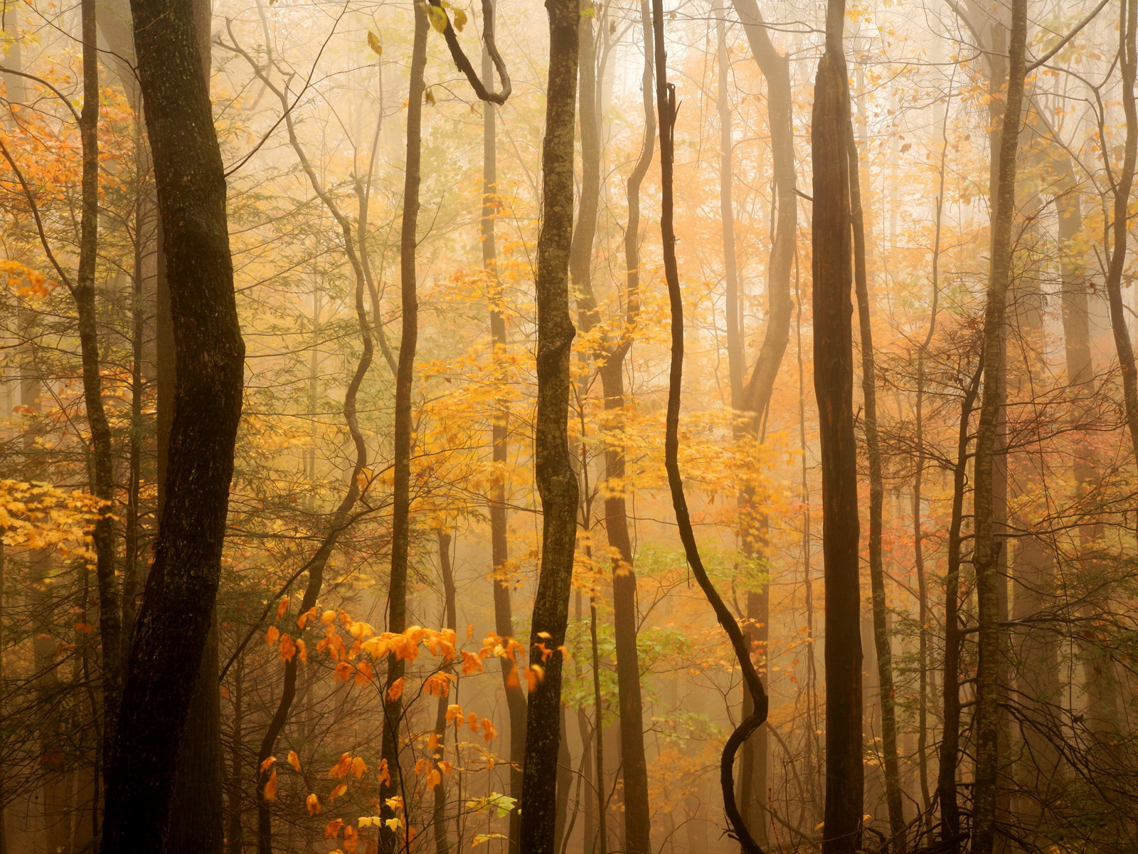 Лес осенний осень стволы деревья загрузить