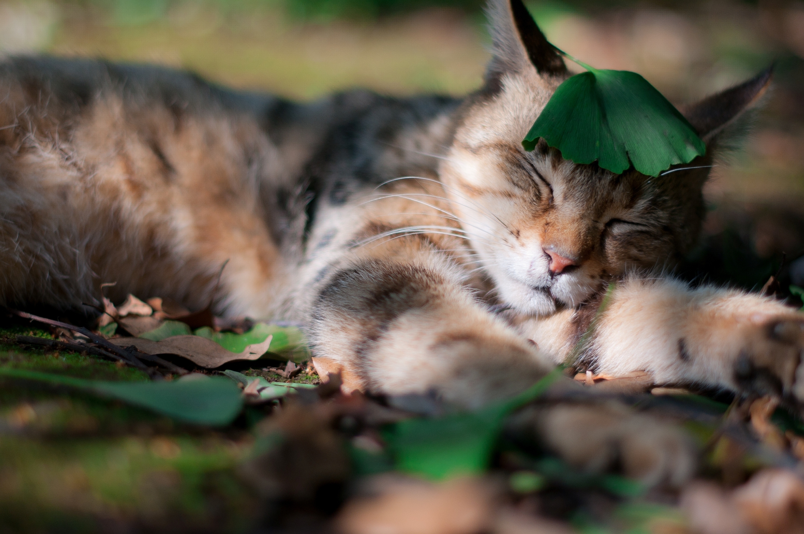 природа животные кот спящий без смс