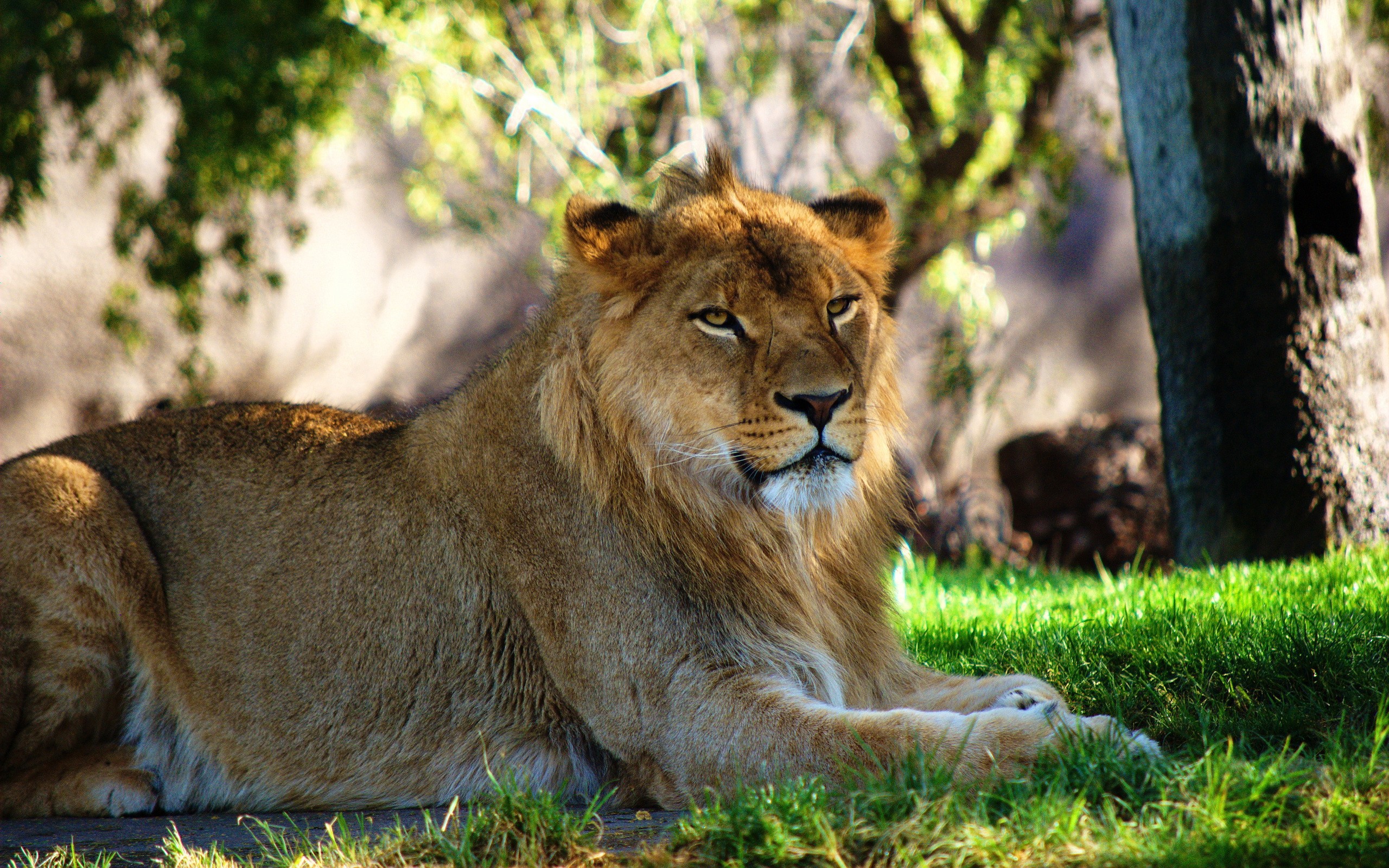 лев львица трава без смс