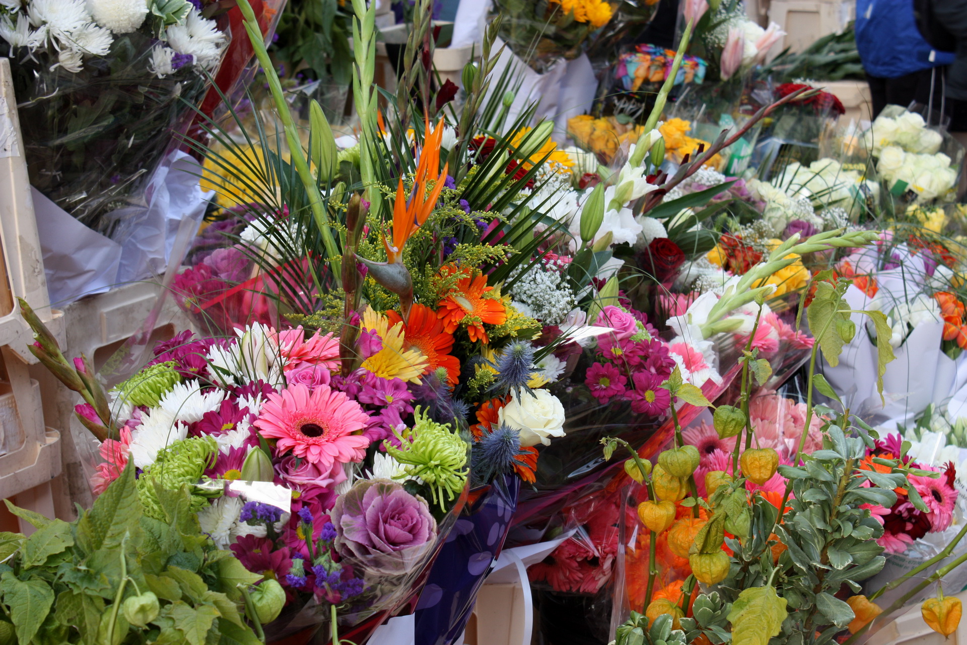 Free Images : petal, spring, color, colorful, yellow, pink, close, flora, still