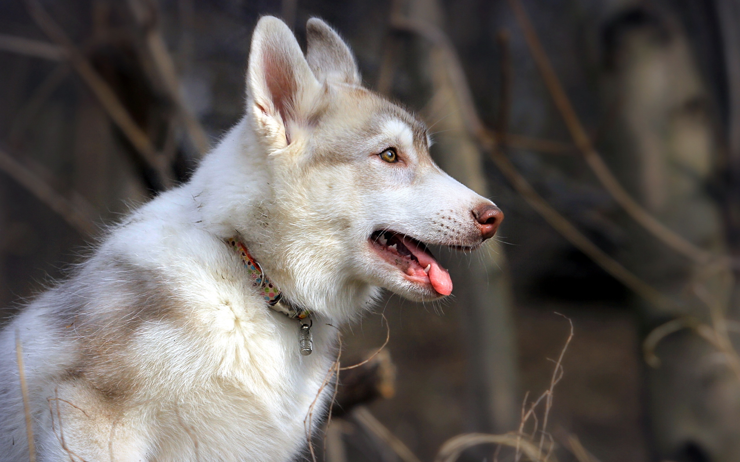 природа белая собака животное скачать