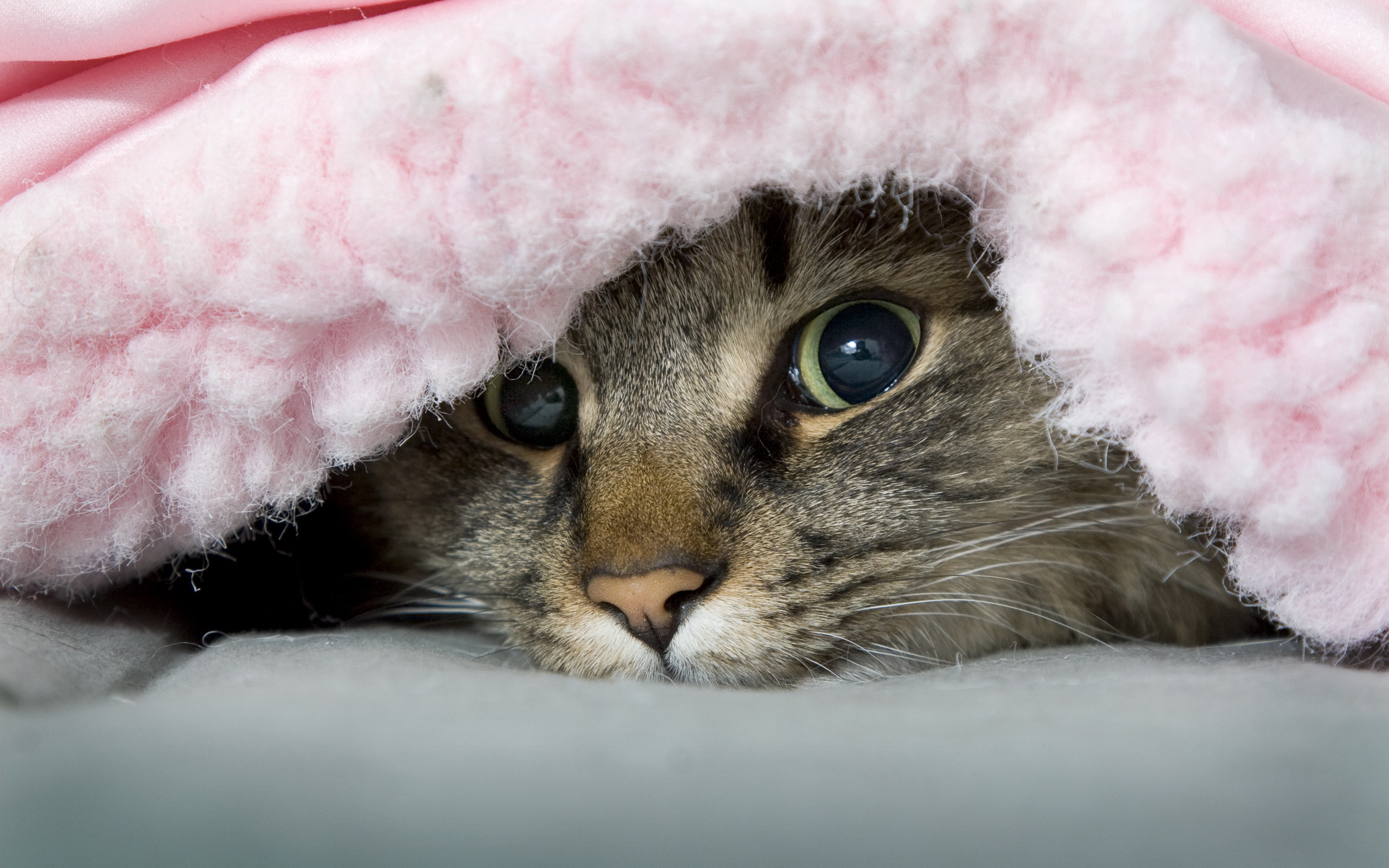 котенок в одеяле скачать