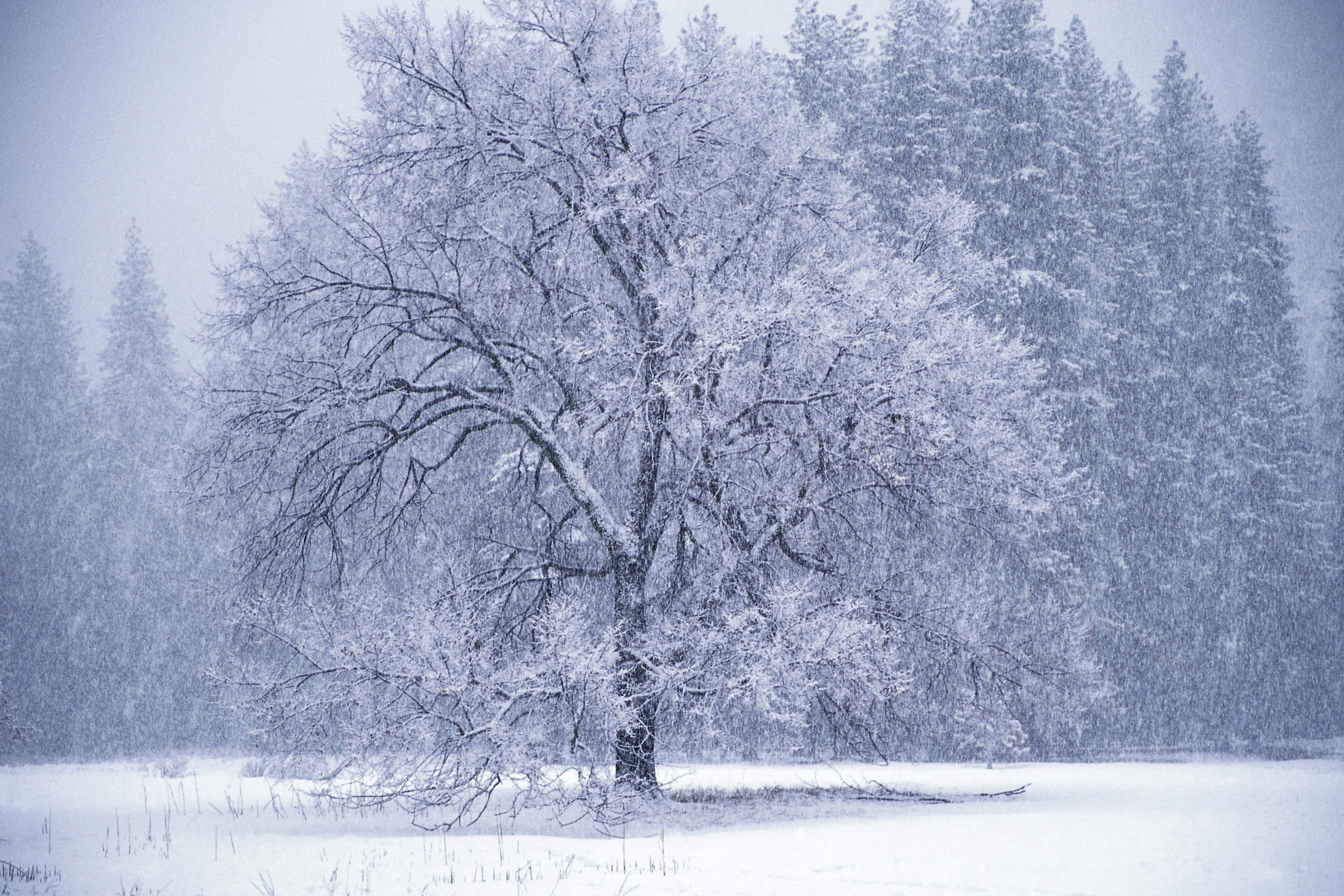 зима деревья снег оттепель без смс