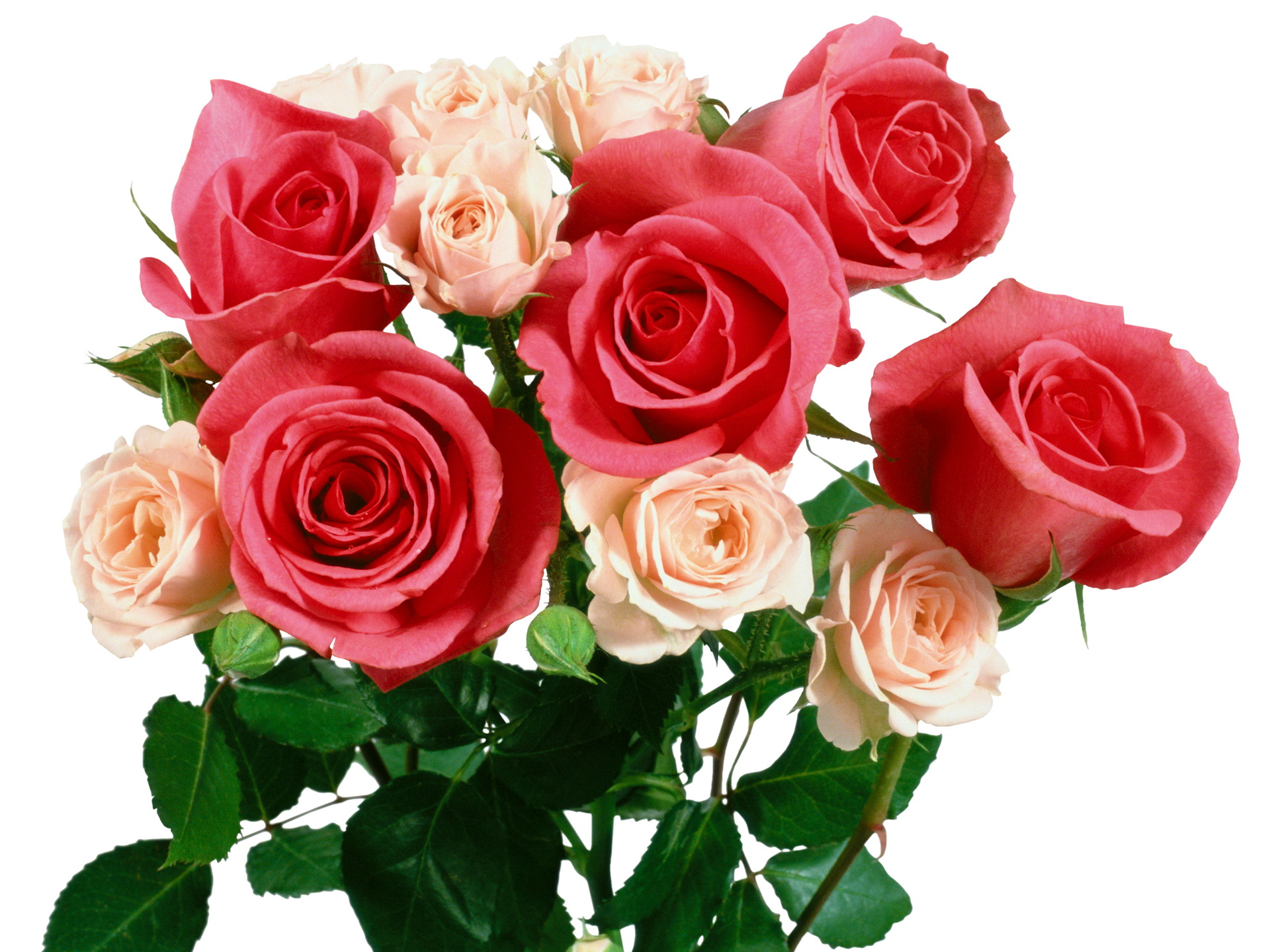 1415 роз. Букет роз. Красивые розы. Красивый букет роз. Шикарный букет цветов на прозрачном фоне.