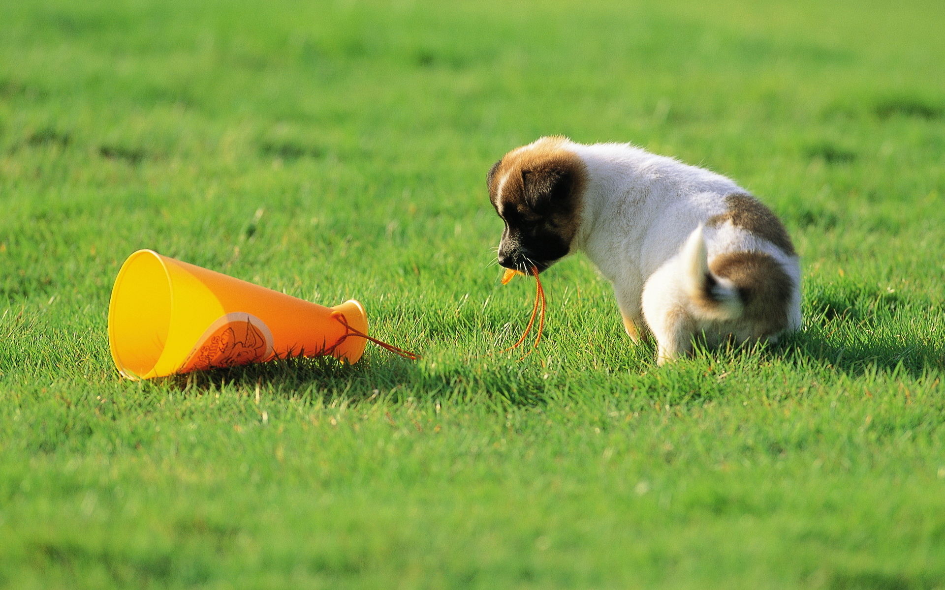 Собачка белый играет на траве без смс