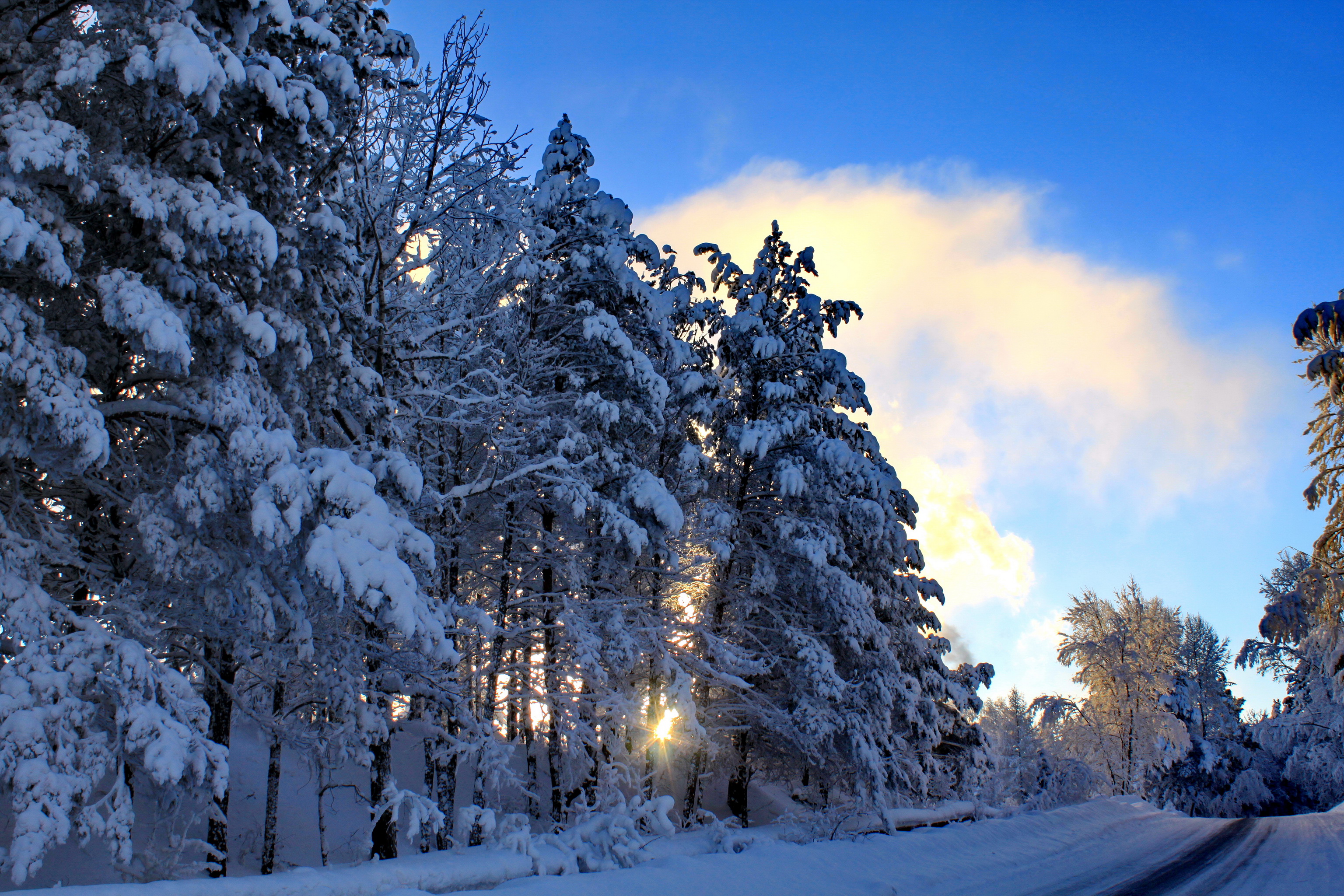 природа зима снег деревья лес солнце загрузить