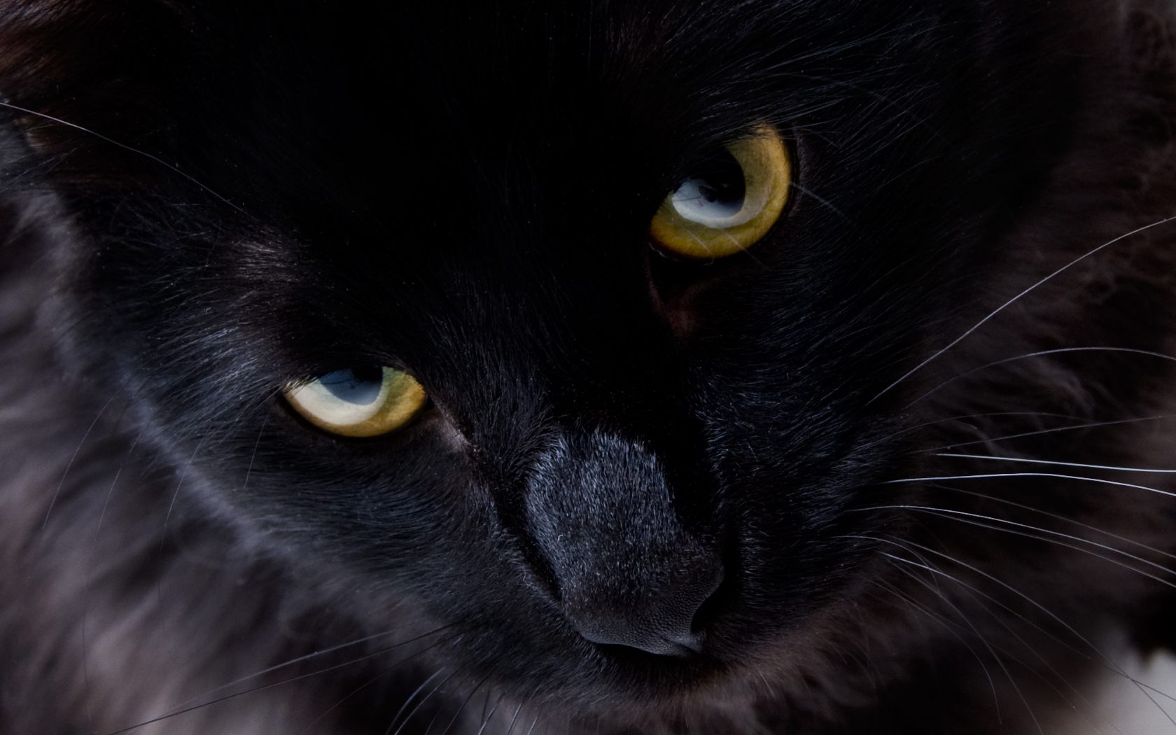 черная кошка с желтыми глазами бесплатно