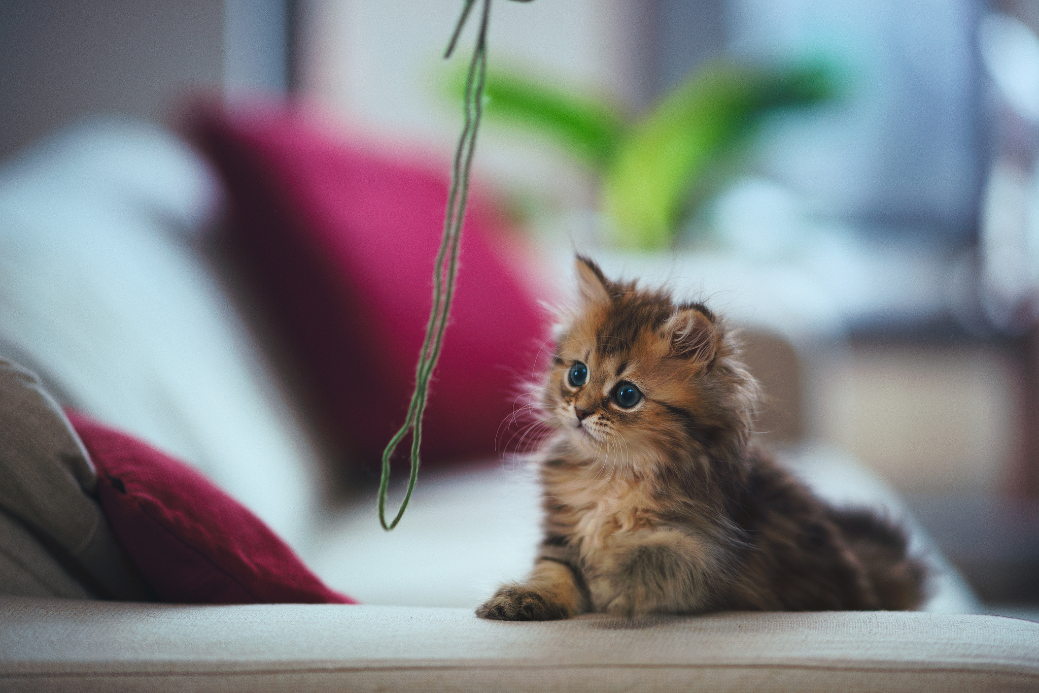 A Positively Beautiful Blog 2 Kittens cutest, Happy animals, Cute baby animals
