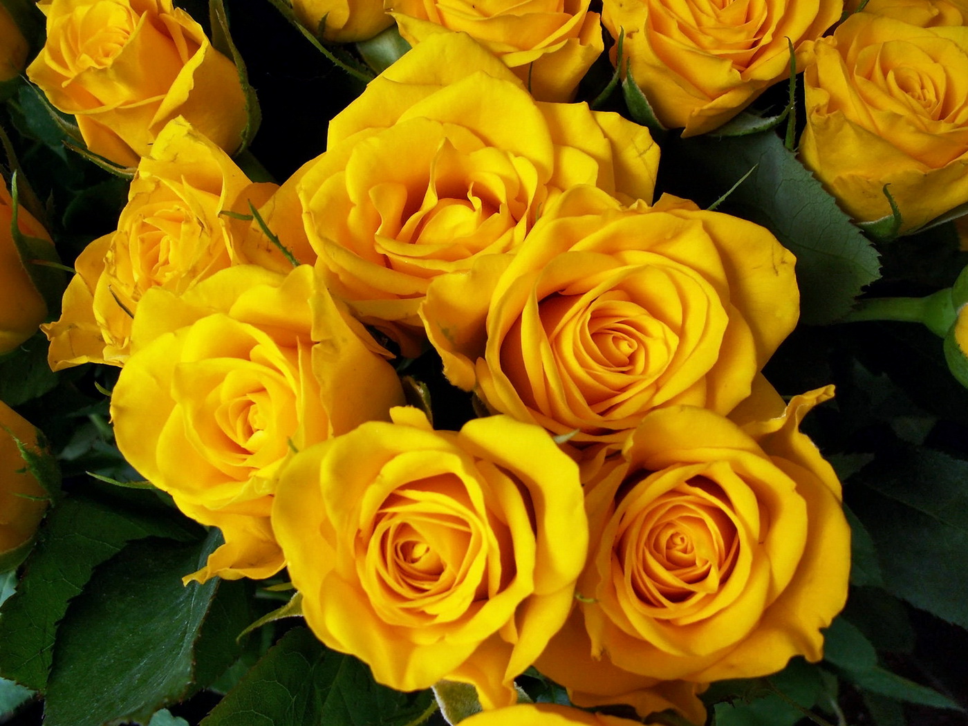 розы, желтые, букет бесплатно