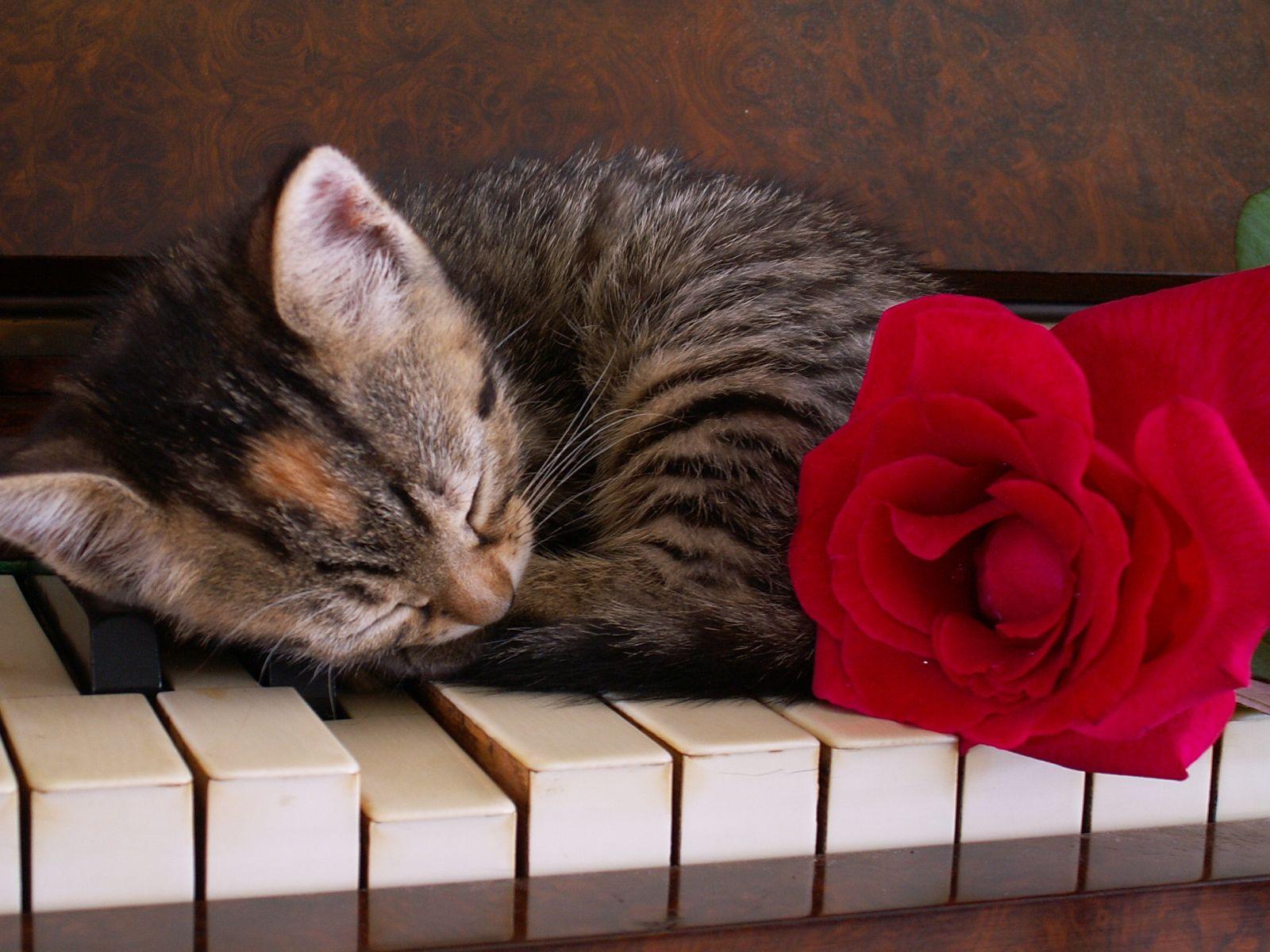 Спи спокойно петь. Музыкальный котик. Кот на пианино. Котенок с розочкой. Пианино «котёнок».