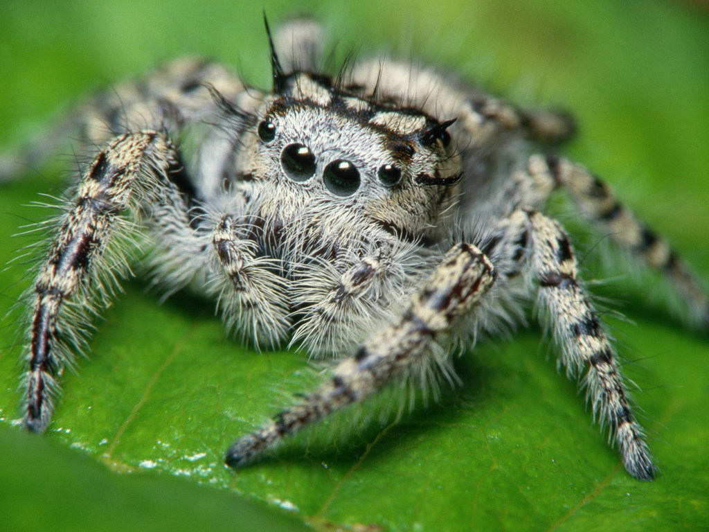 природа животные паук тарантул nature animals spider tarantula скачать