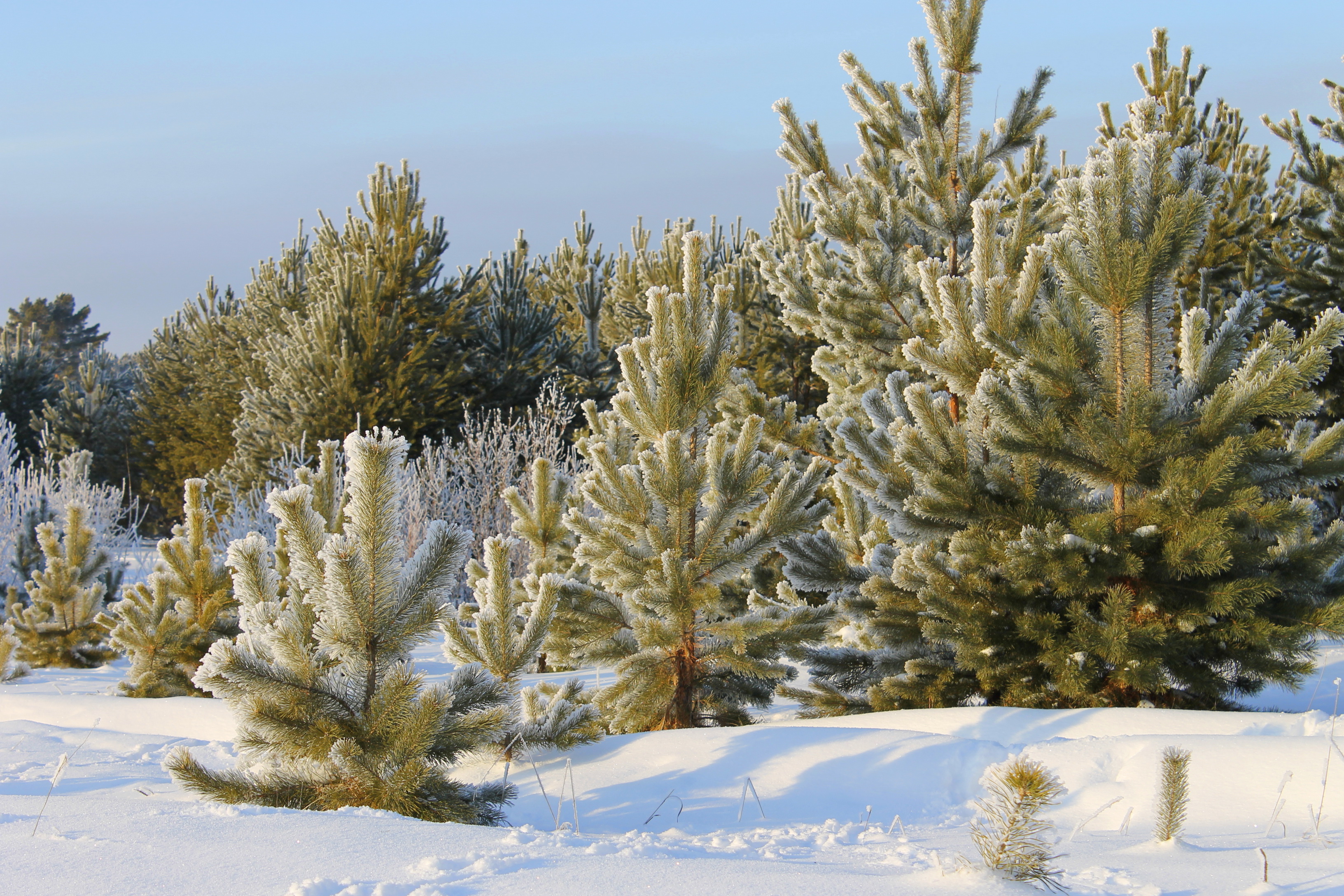 Хвойные под снегом. Сосна ель кедр елка. Сосна зимой. Хвойные деревья в снегу. Сосны в снегу.