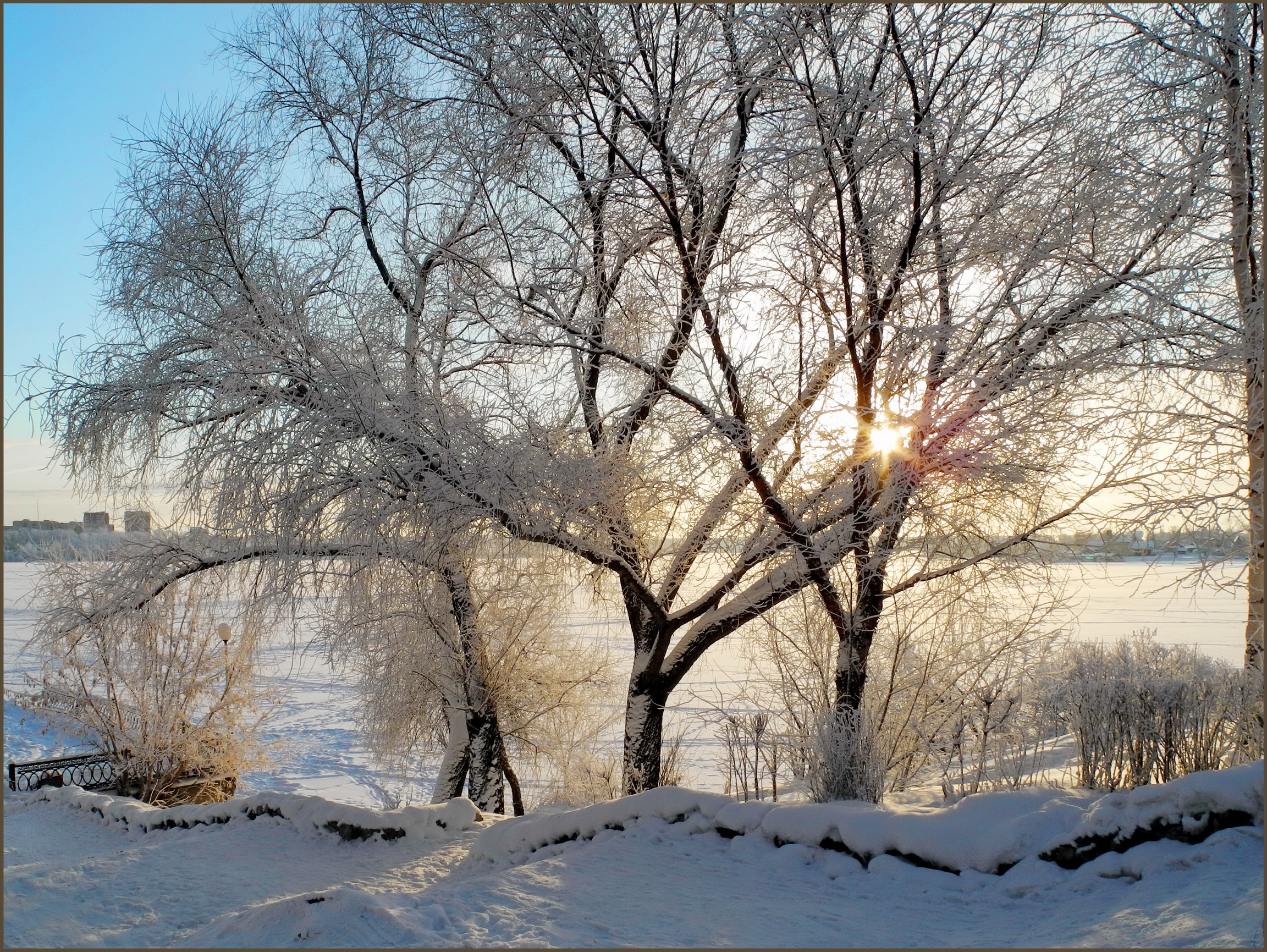 снег зима лучи деревья snow winter rays trees скачать