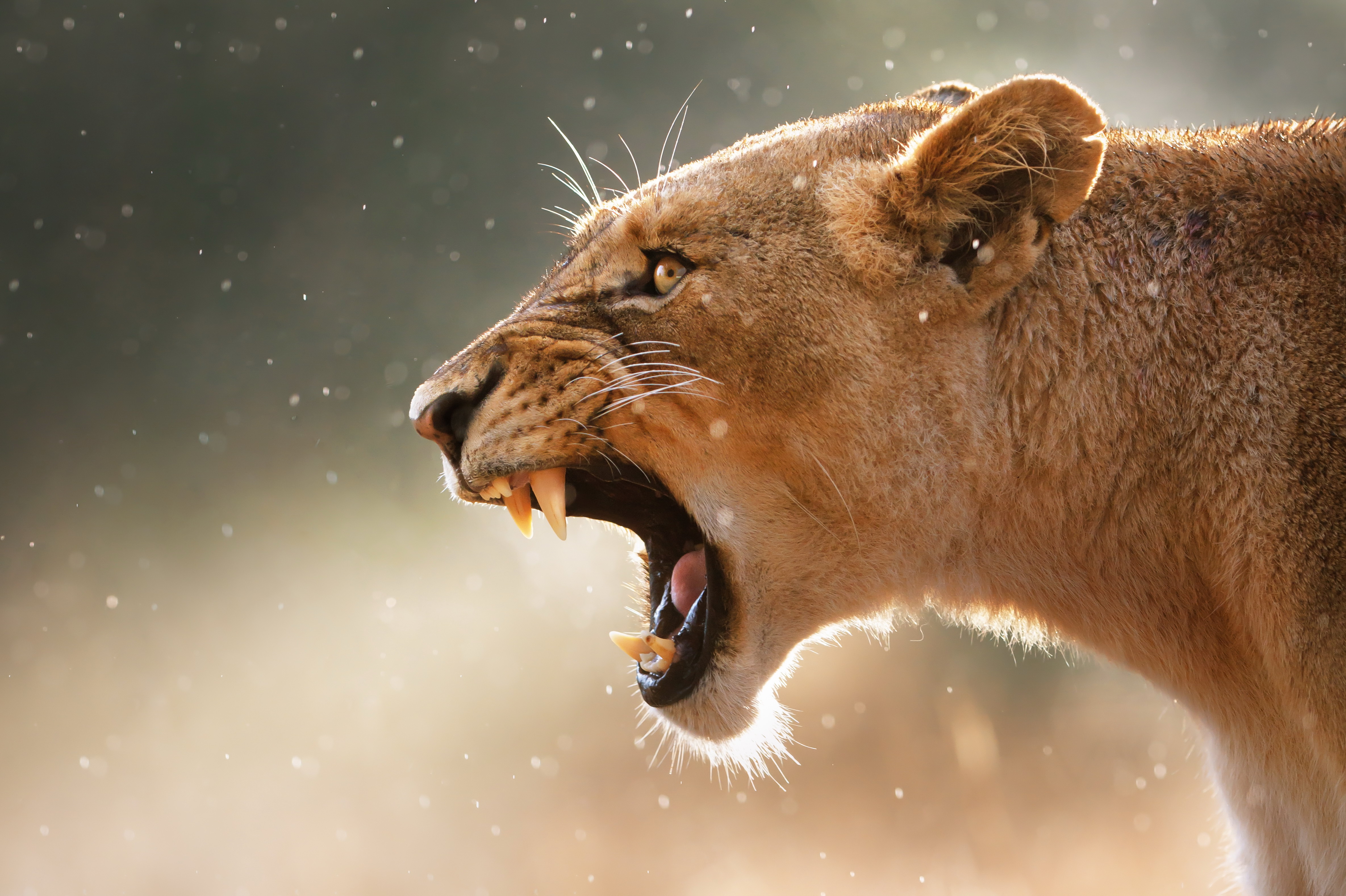 природа животные львица nature animals the lioness загрузить
