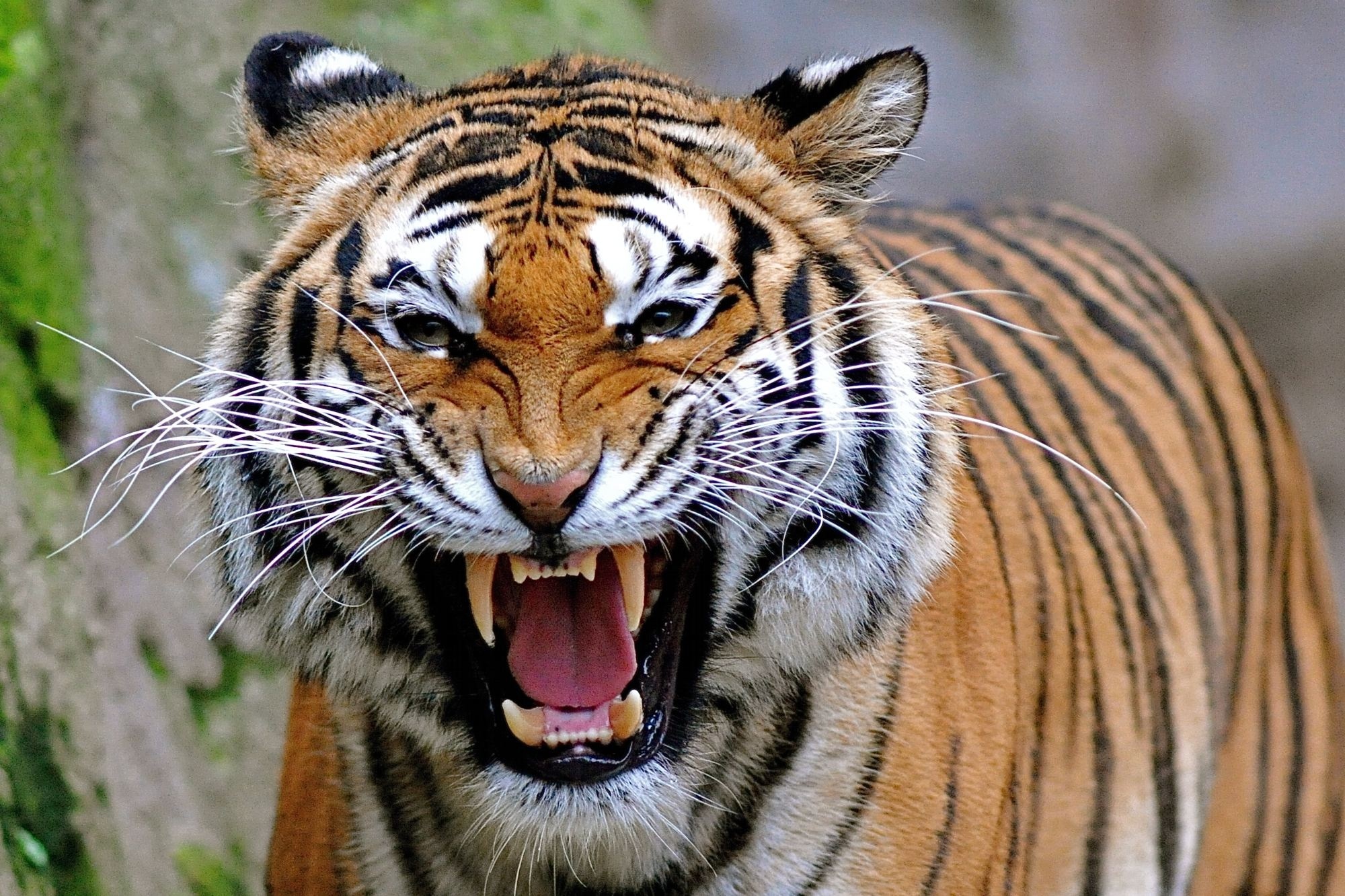 тигр оскал джунгли скачать
